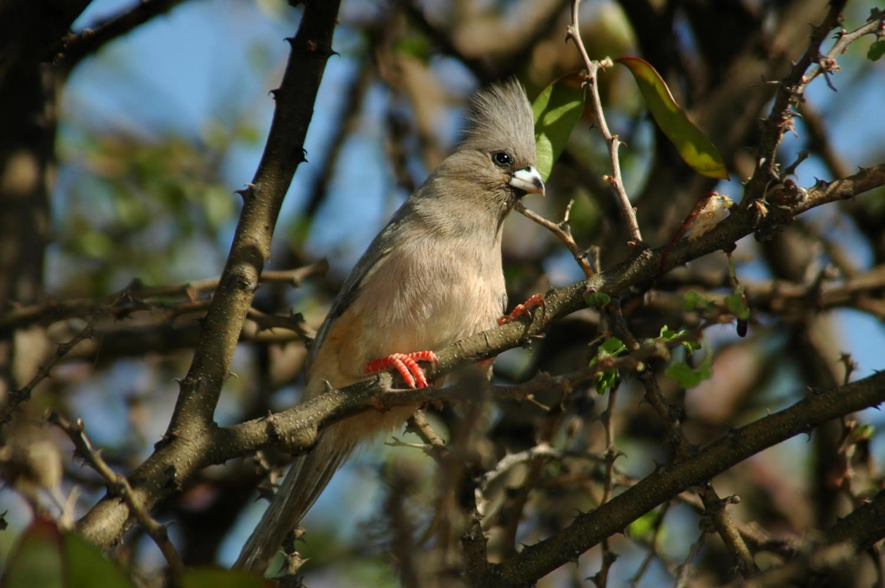 Animals in Arebbusch Travel Lodge