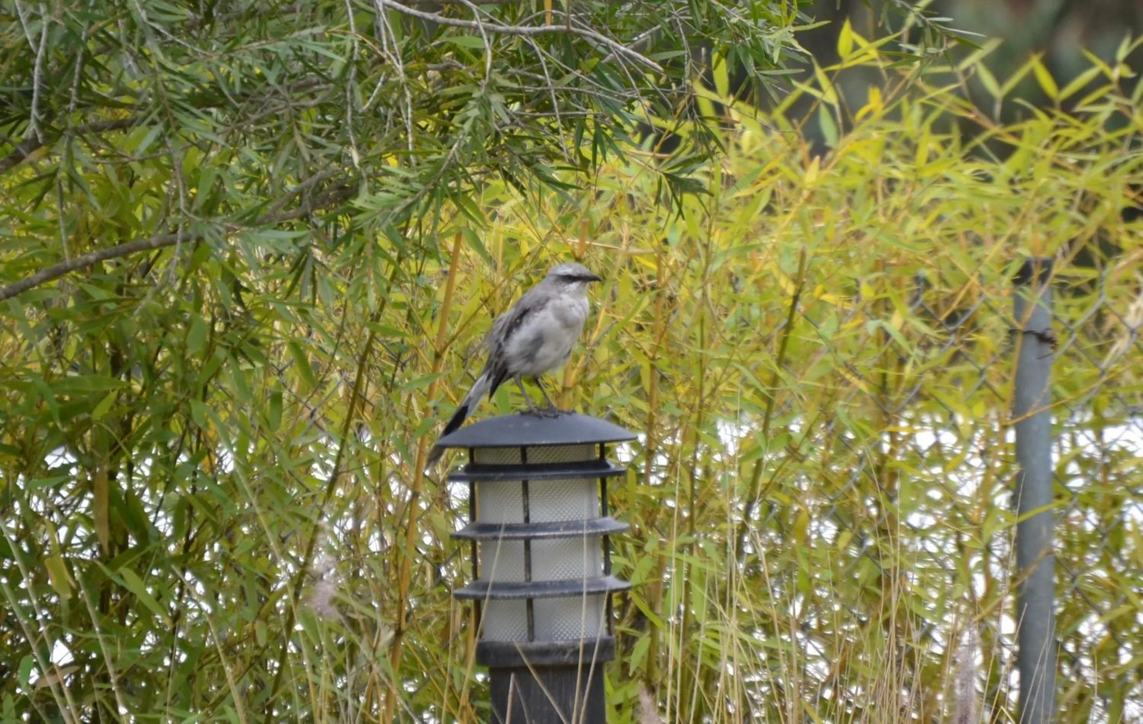 Animals in Ilatoa Lodge