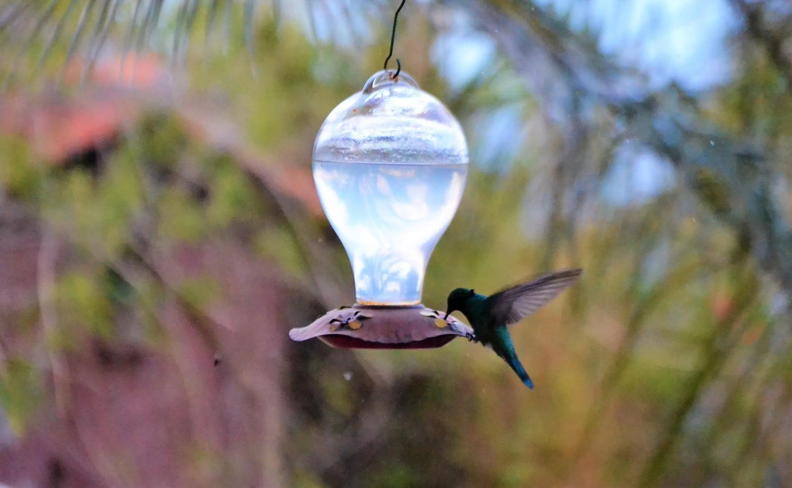 Animals in Ilatoa Lodge