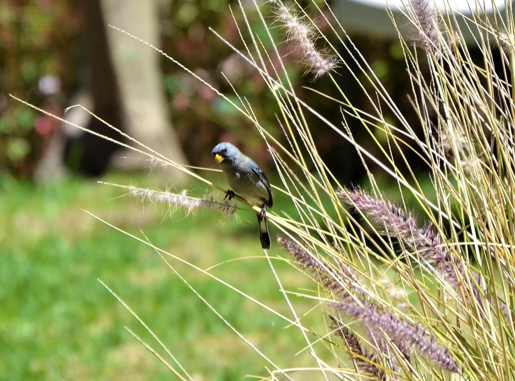 Animals in Ilatoa Lodge
