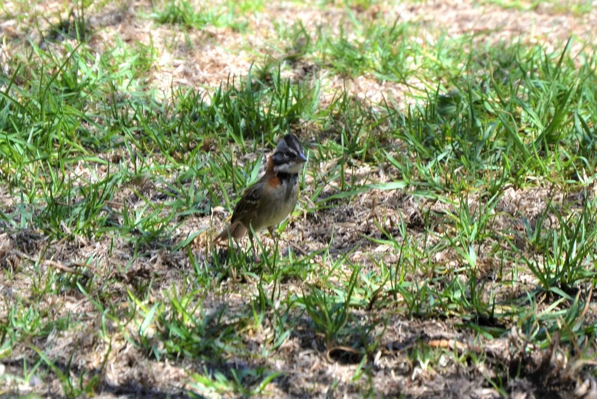 Animals in Ilatoa Lodge