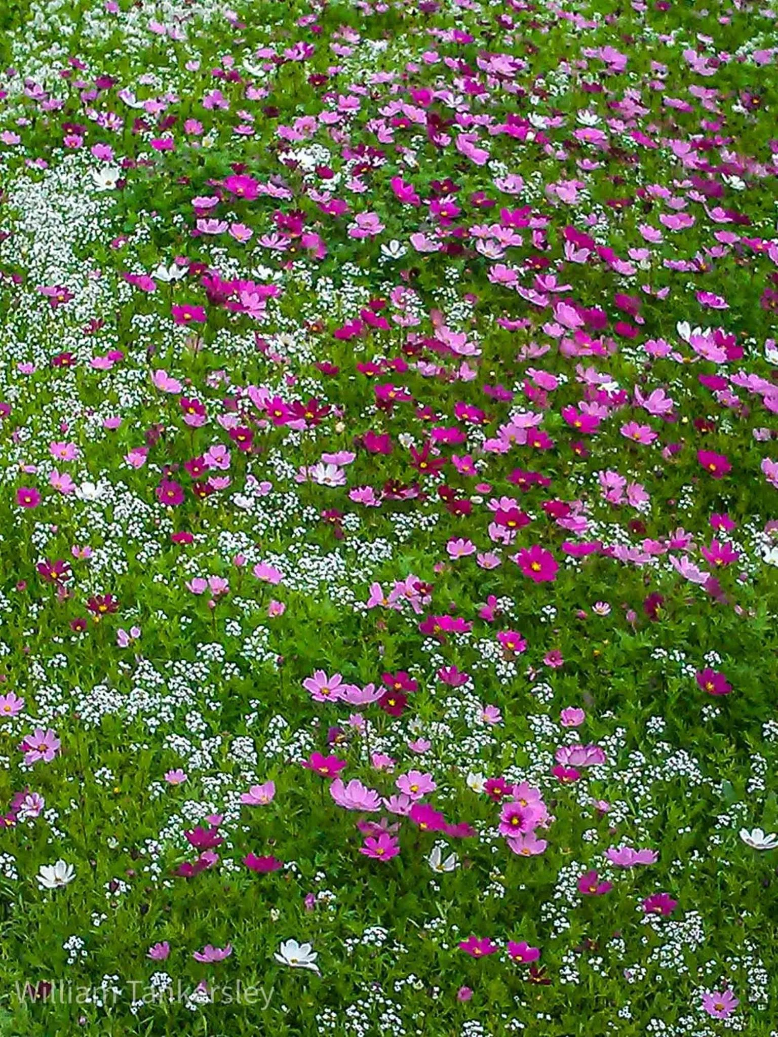 Spring in Oceanfront Sea Scape Motel