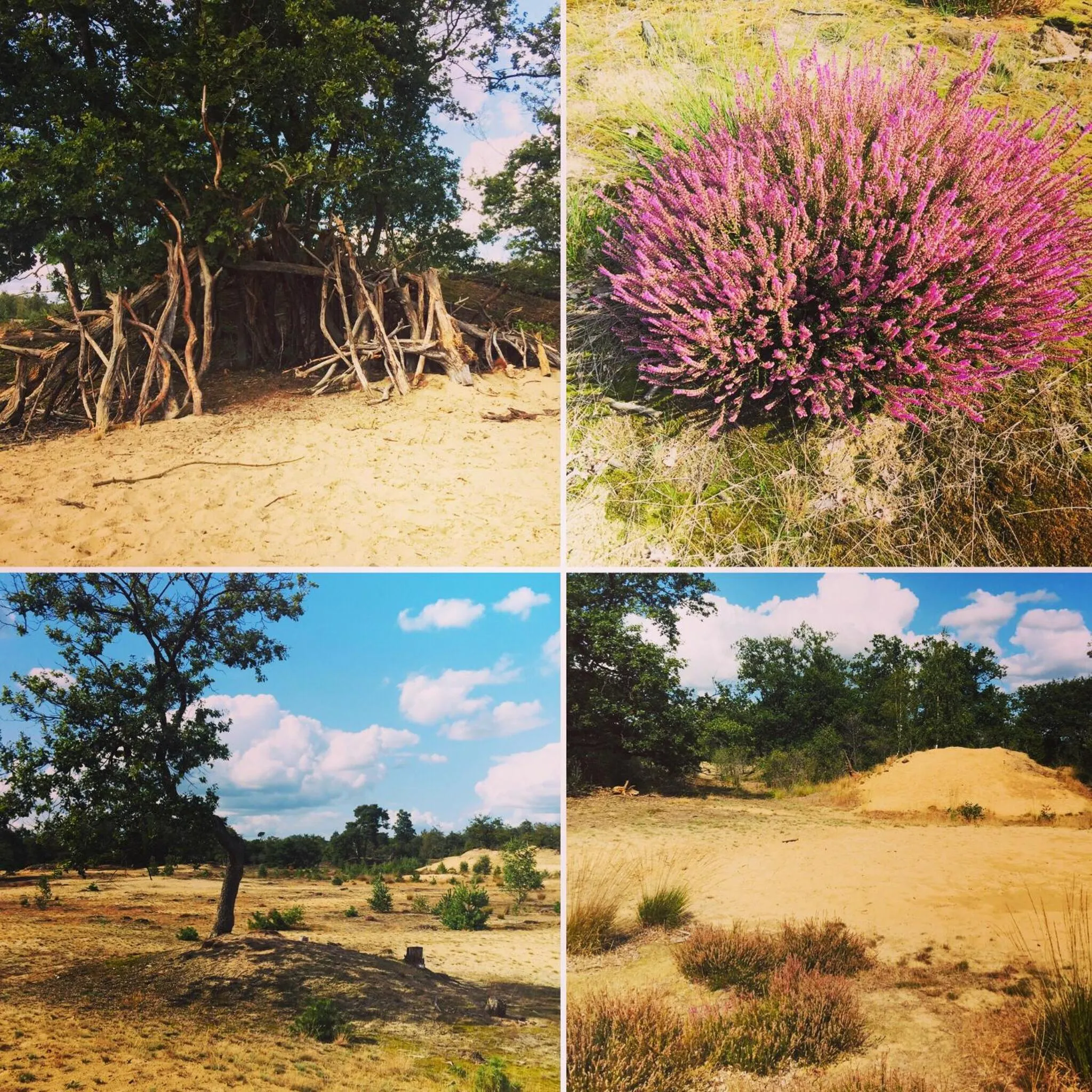 Natural landscape in Bed and Breakfast: 'Bij ons Achter'