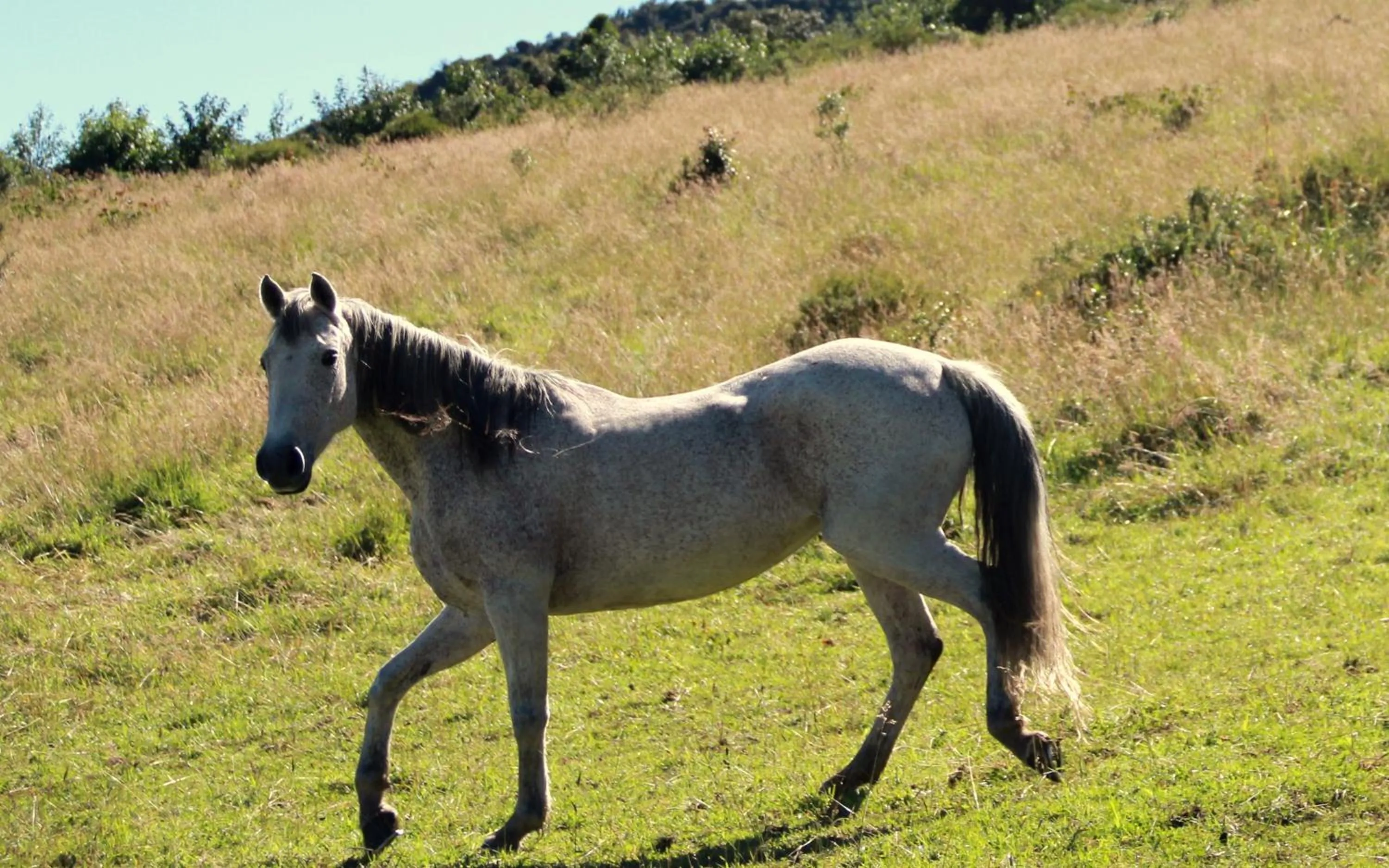 Horse-riding in Hostería Hacienda Pinsaqui