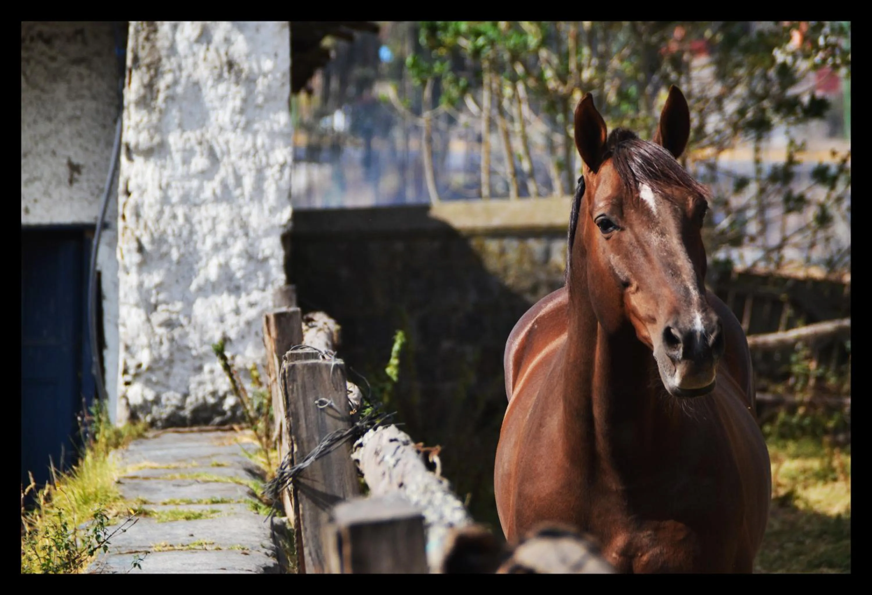 Horse-riding in Hostería Hacienda Pinsaqui