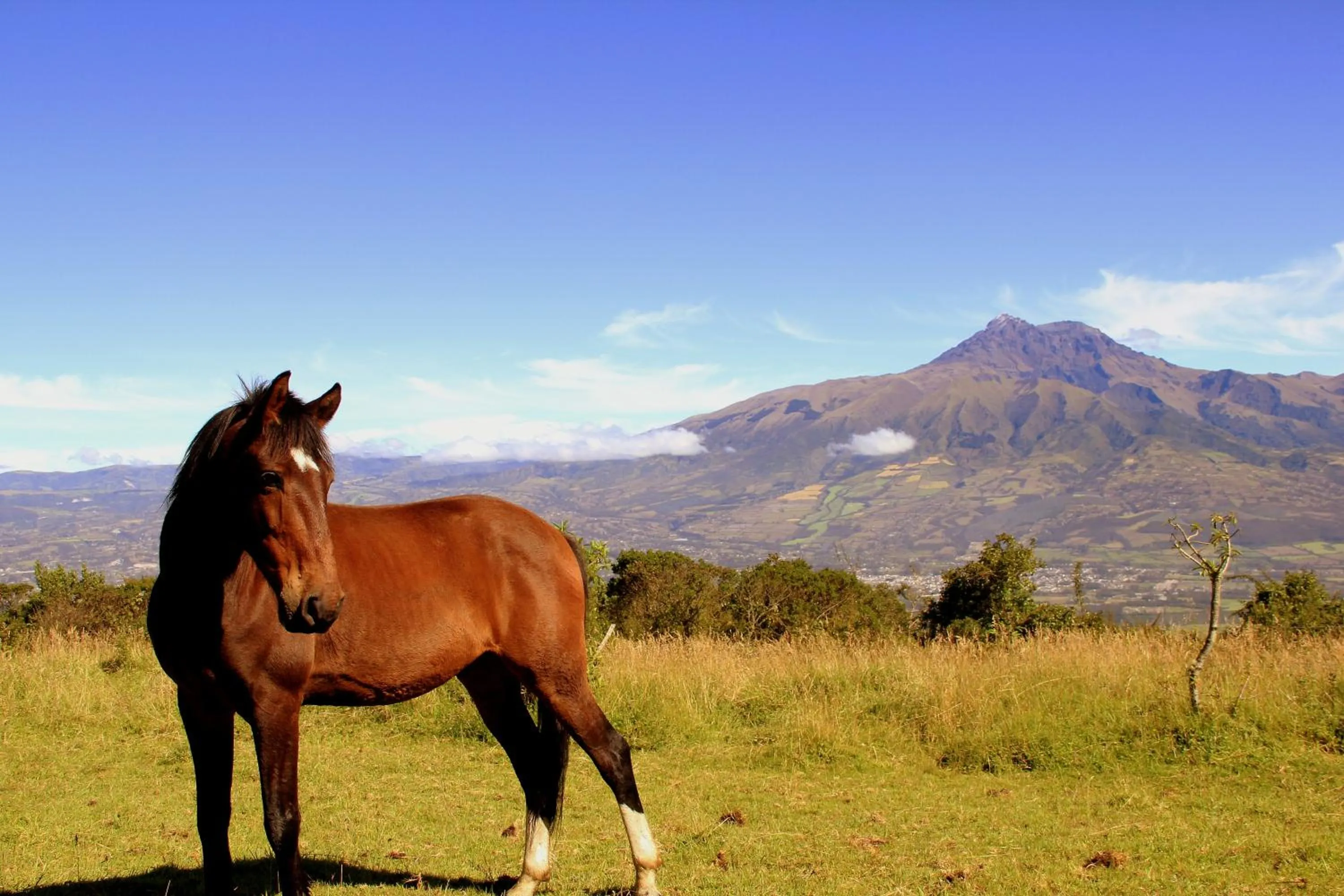 Natural landscape in Hostería Hacienda Pinsaqui