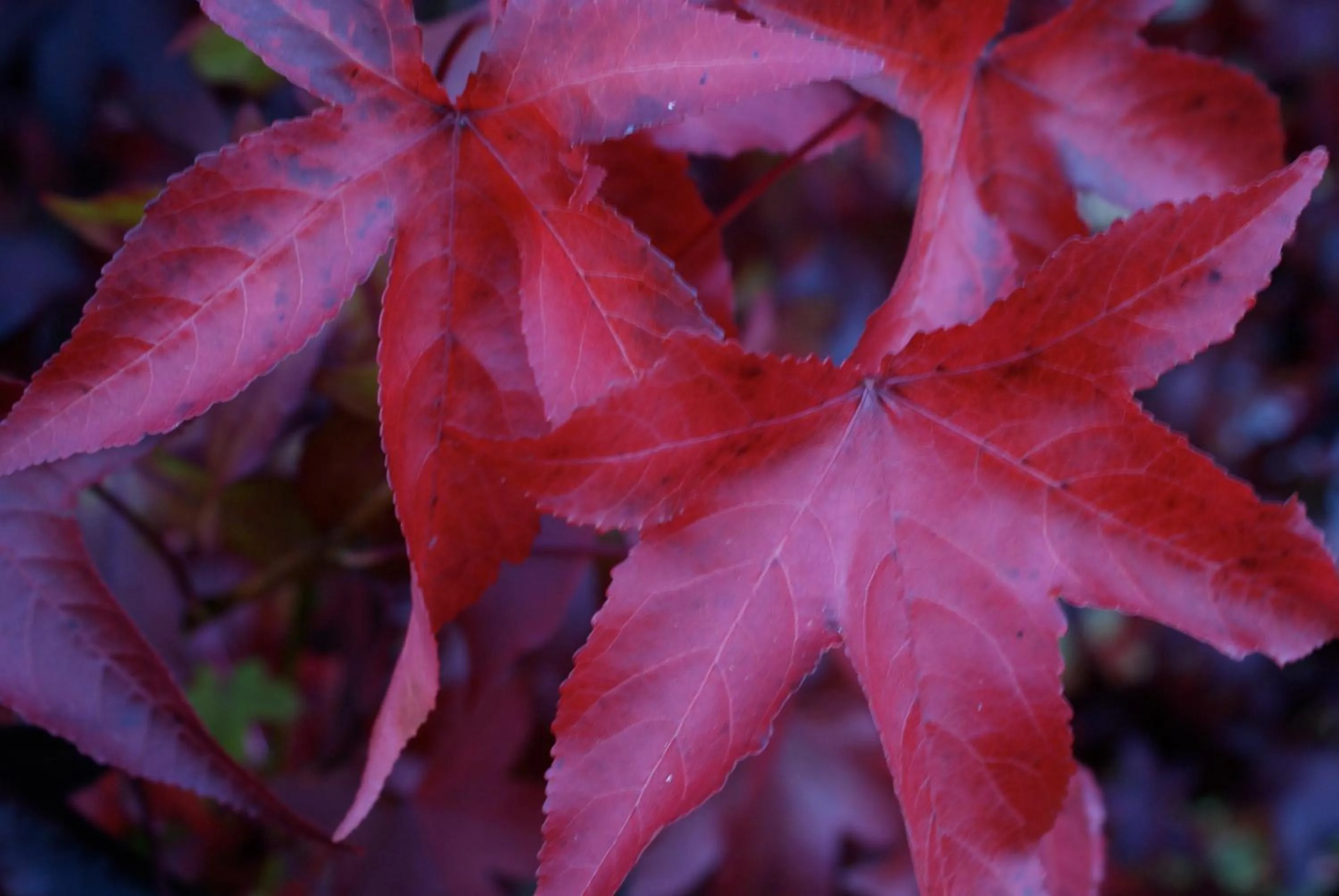 Garden in Yallambee B&B