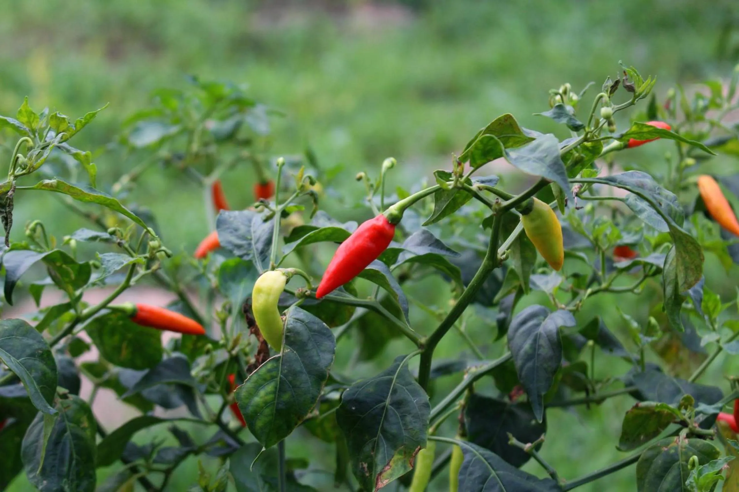 Garden in Savanna Hill Resort