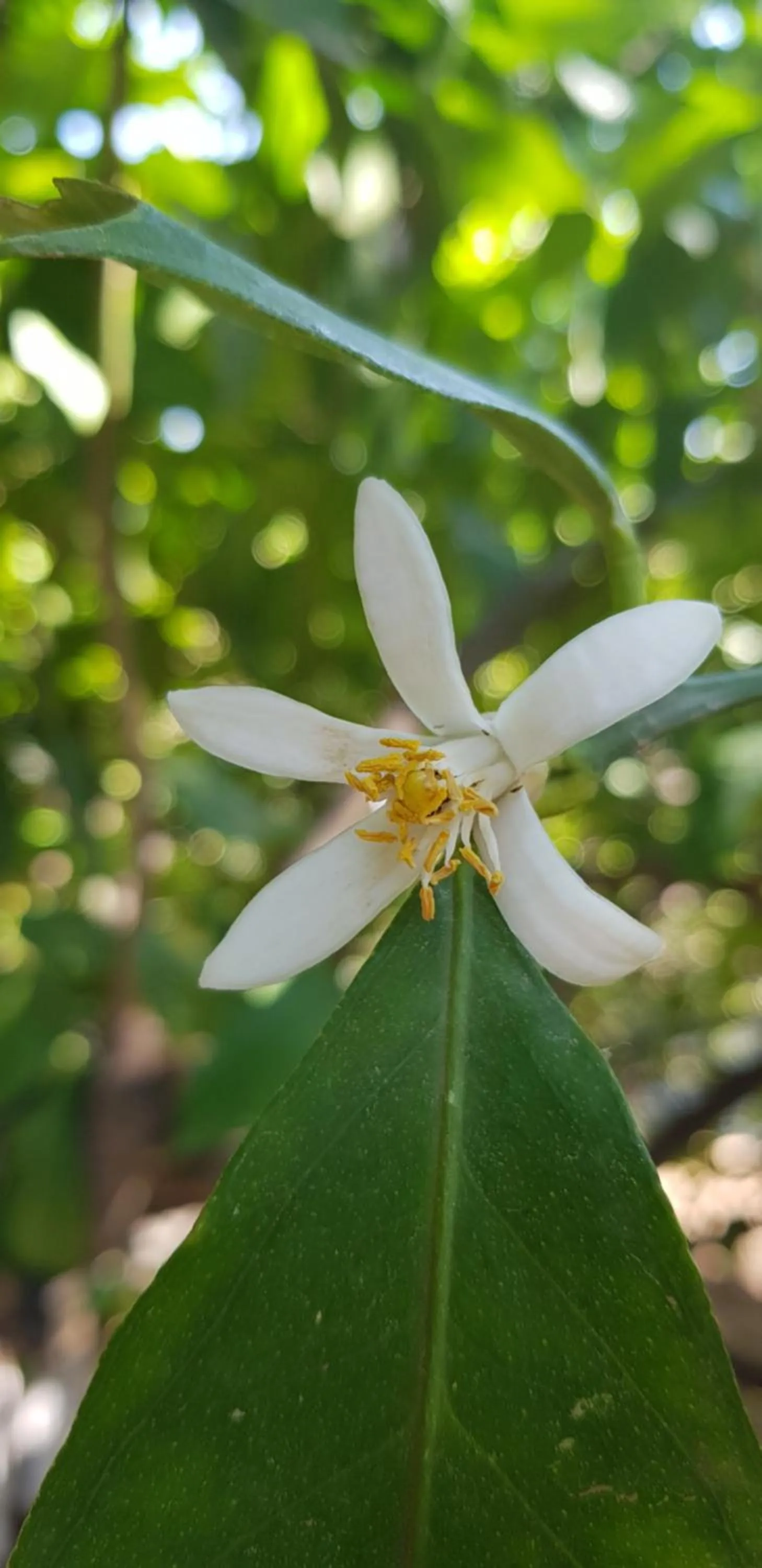 Garden view in İlkiz Beach Hotel