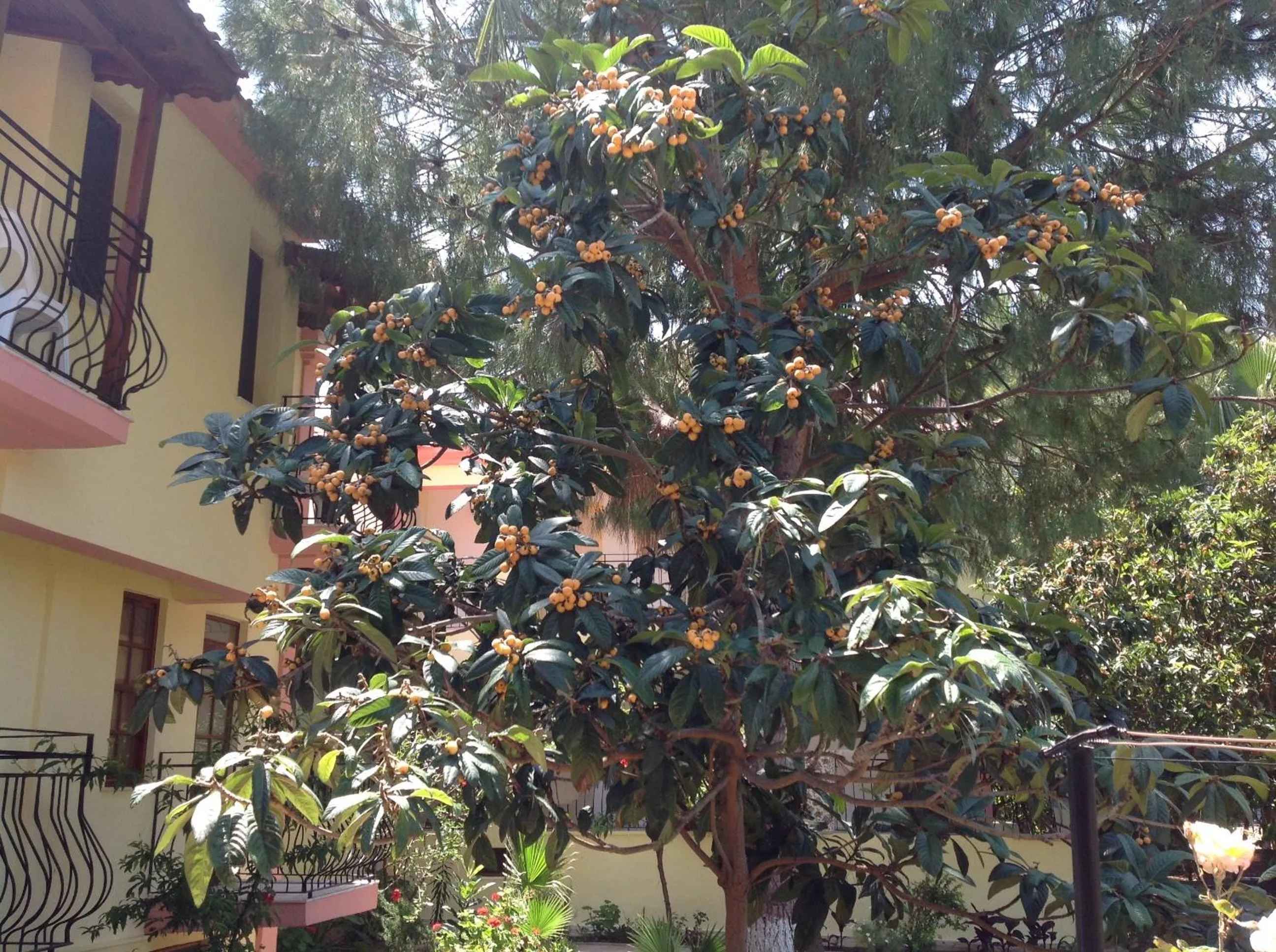 Garden in İlkiz Beach Hotel
