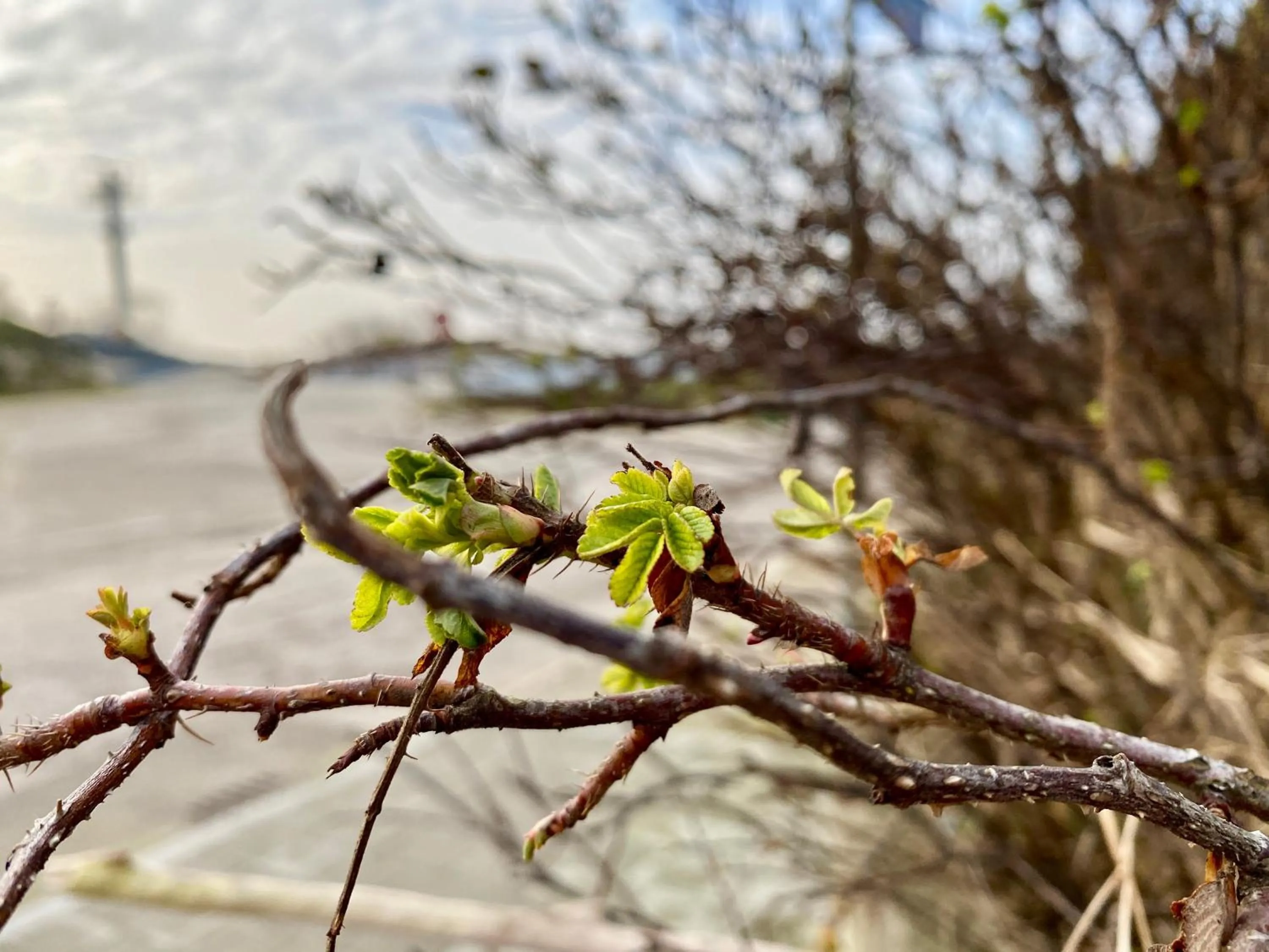 Natural landscape in Apartamenty Marina z widokiem na morze