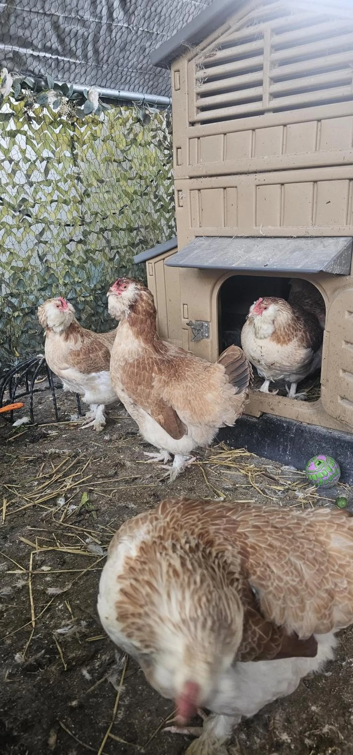 Animals in Best Area Close to Leeds Centre