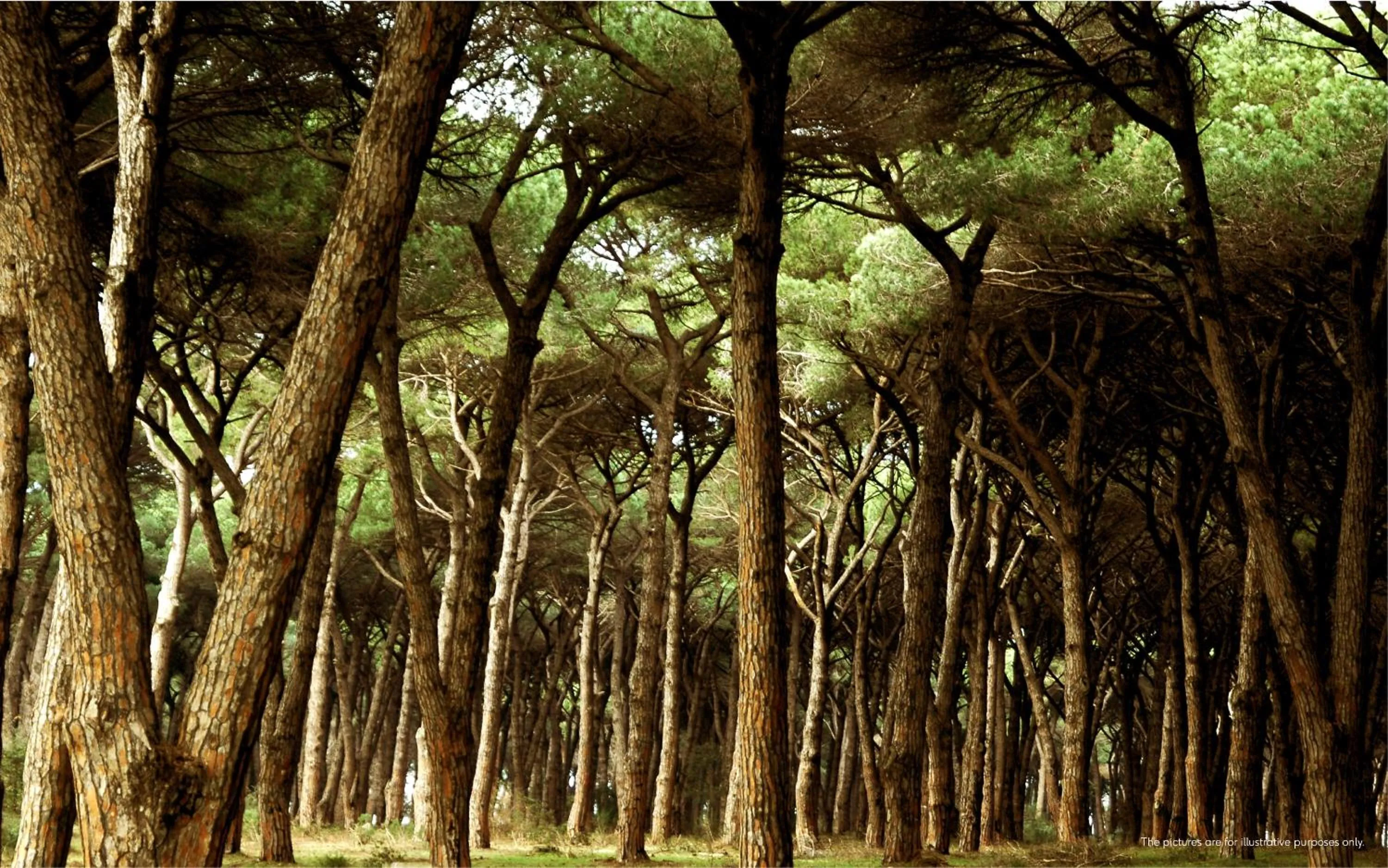 Natural landscape in The Sense Experience Resort - Preferred Hotels & Resorts