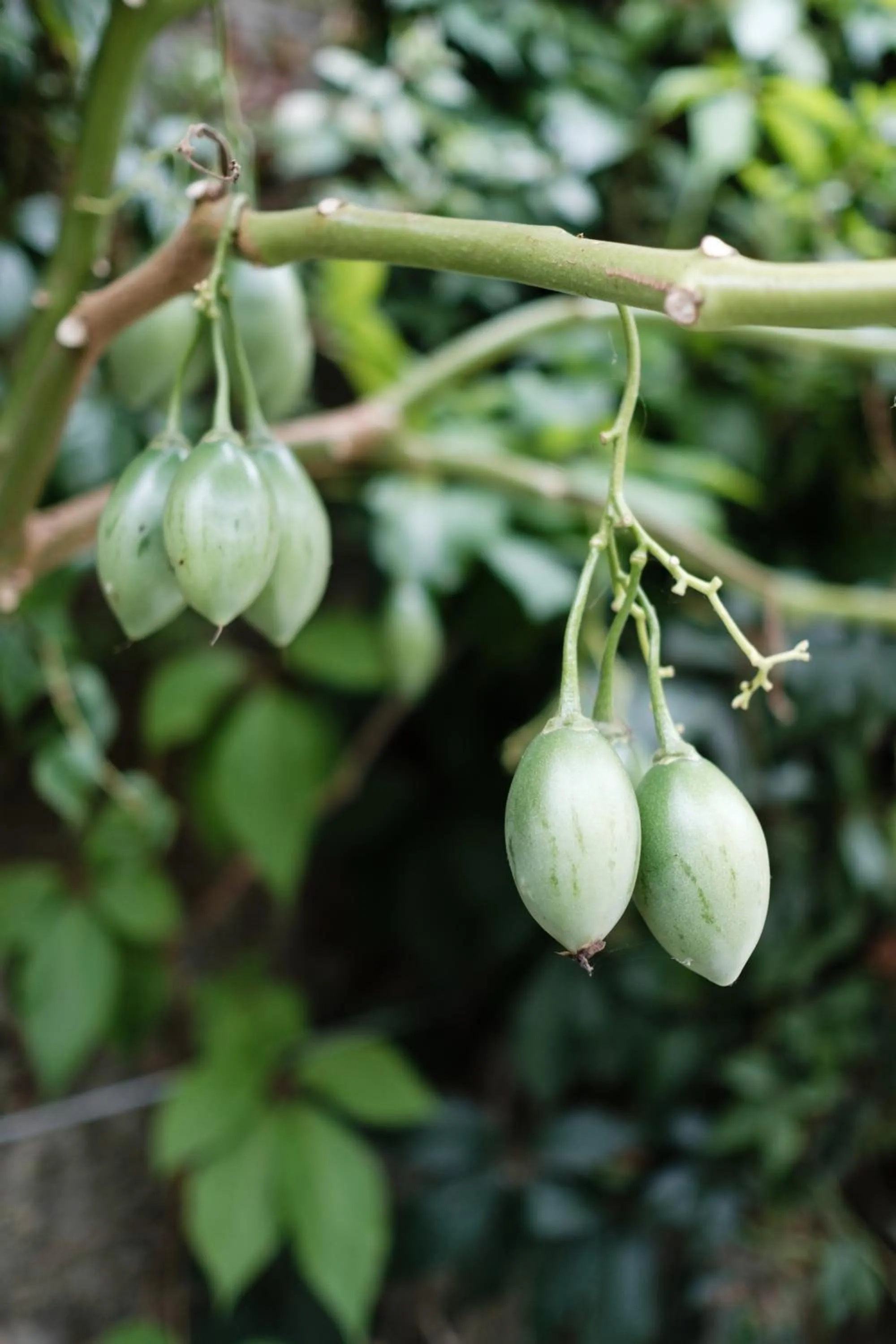 Garden in Rosa Et Al Townhouse