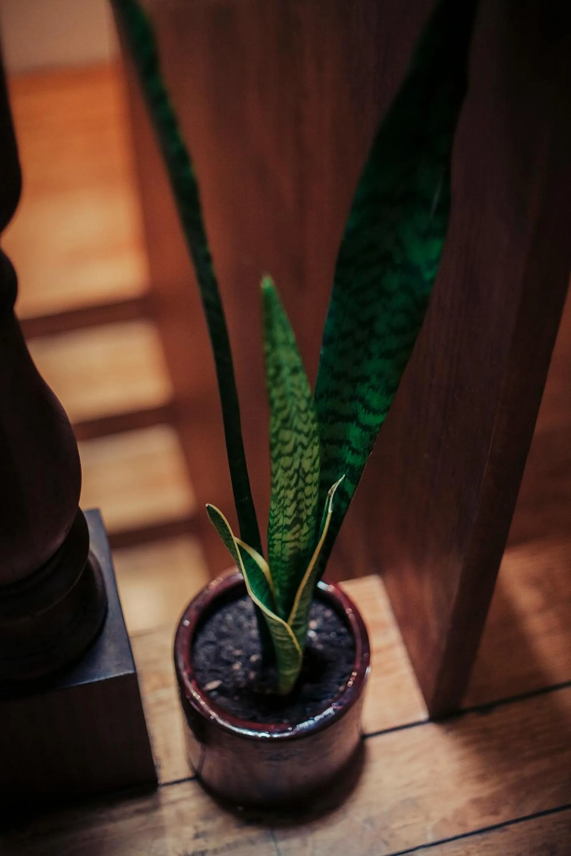 Decorative detail in Rosa Et Al Townhouse