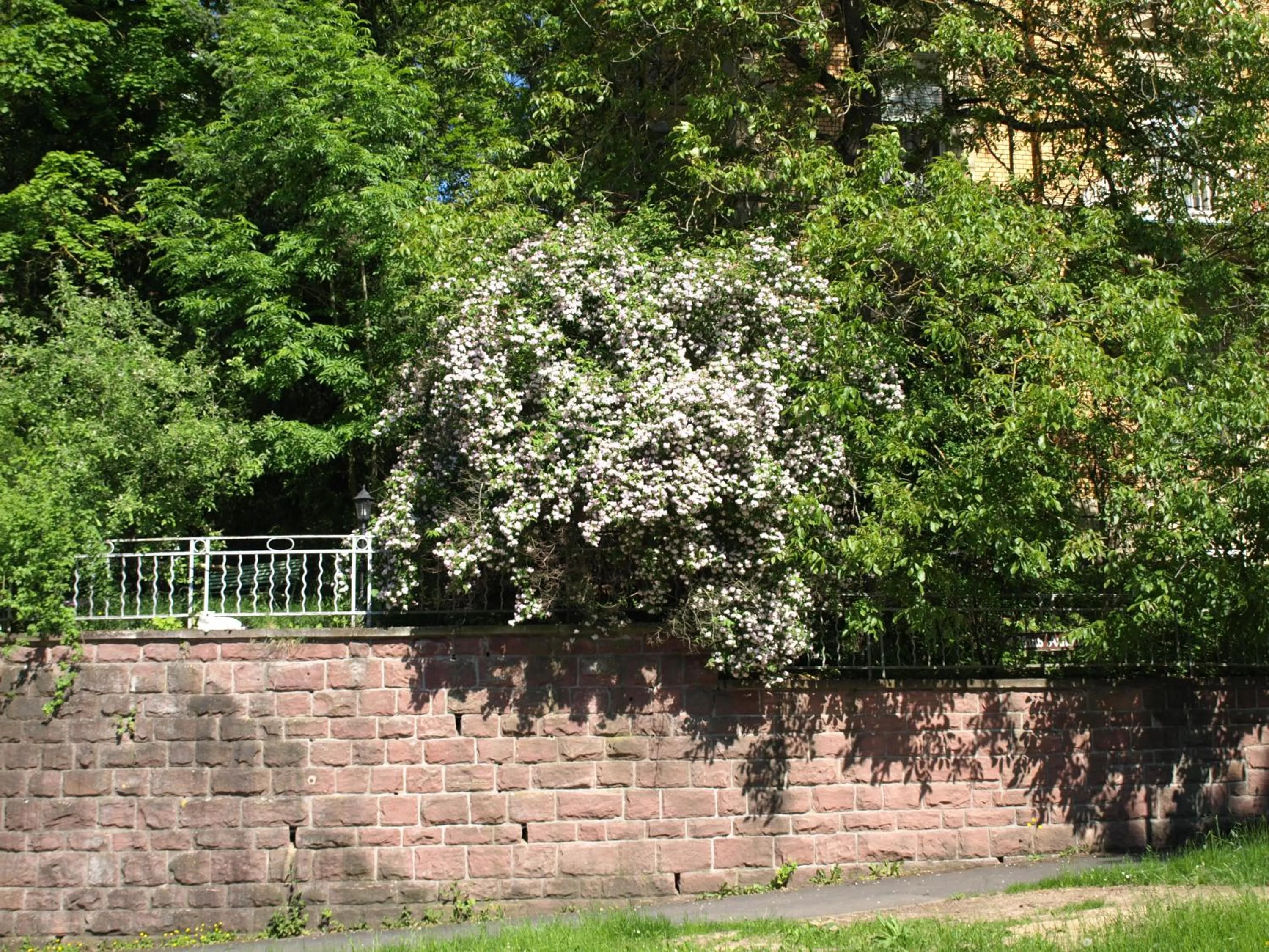 Garden in Hotel Villa Arnold