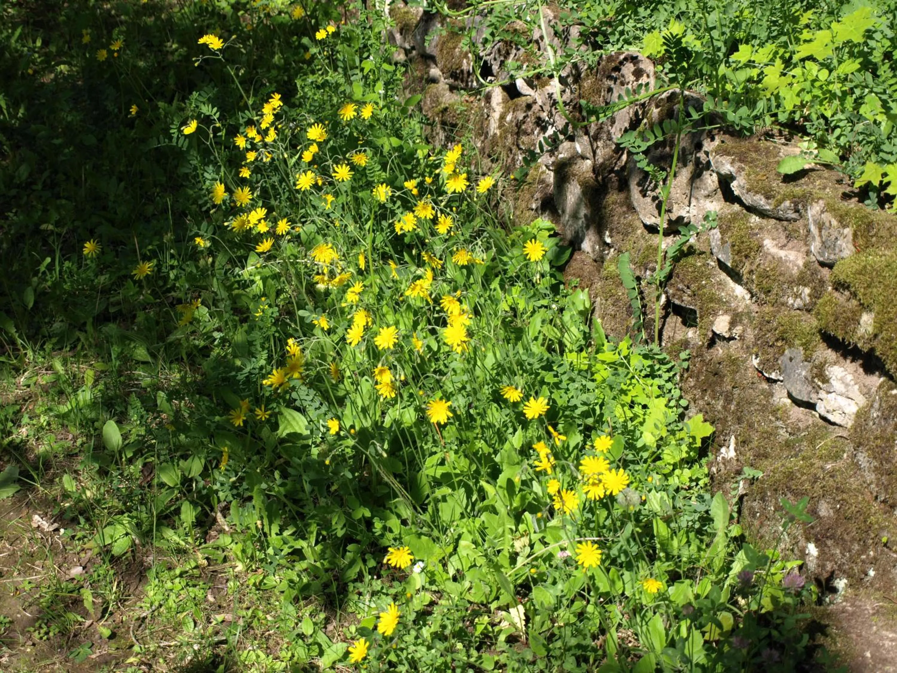 Garden in Hotel Villa Arnold