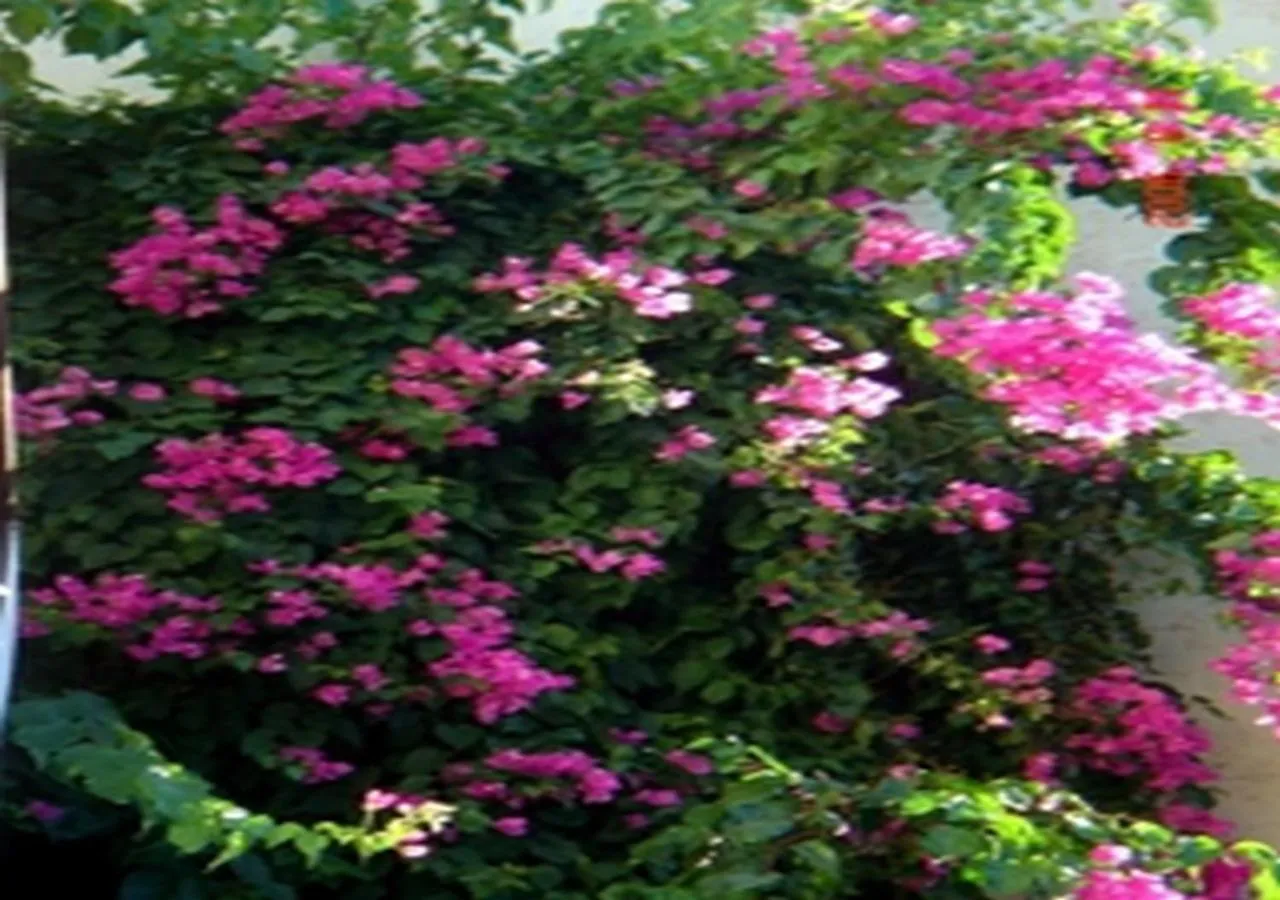 Smaragdine Beach Hotel