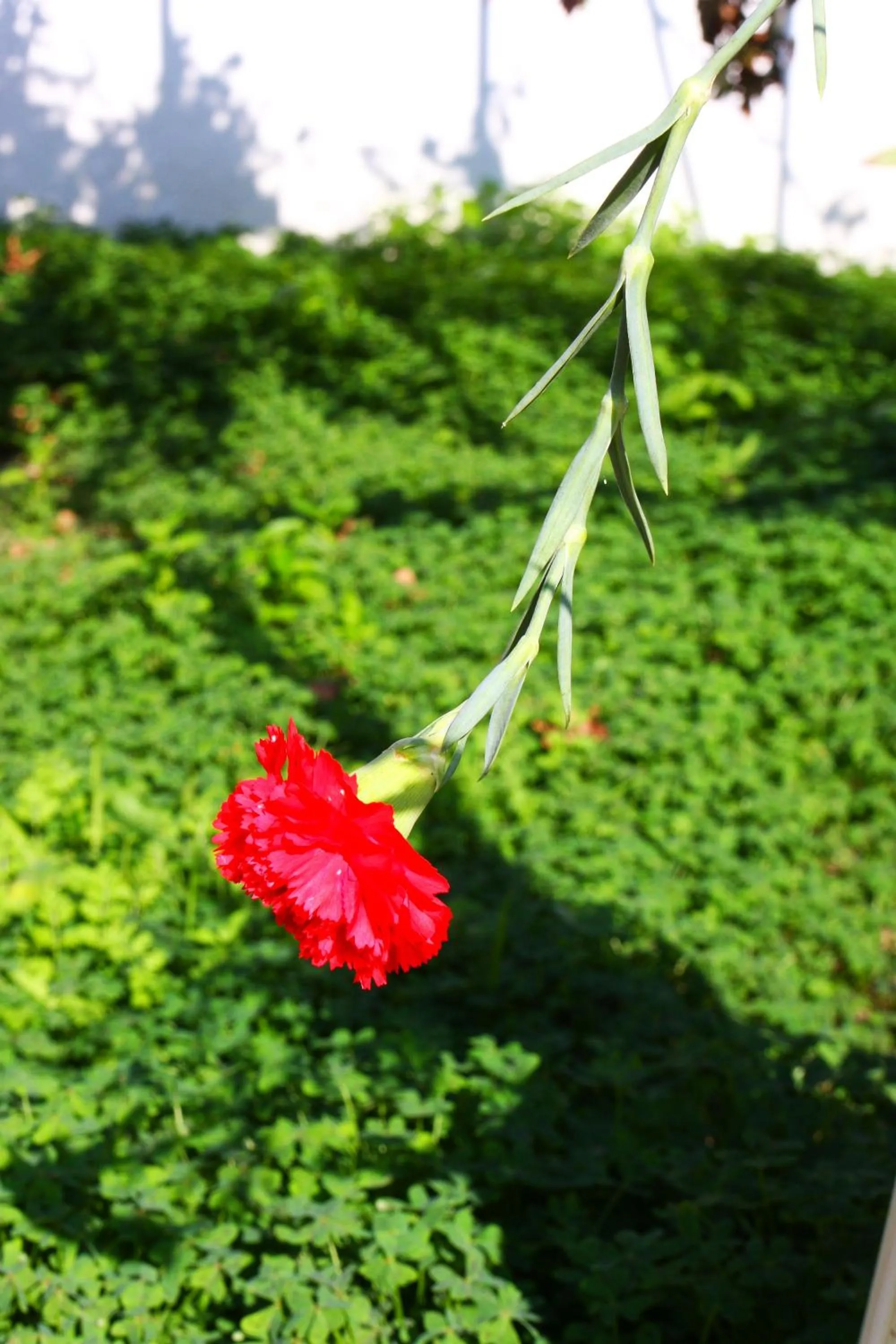 Camlikosk Apart Hotel