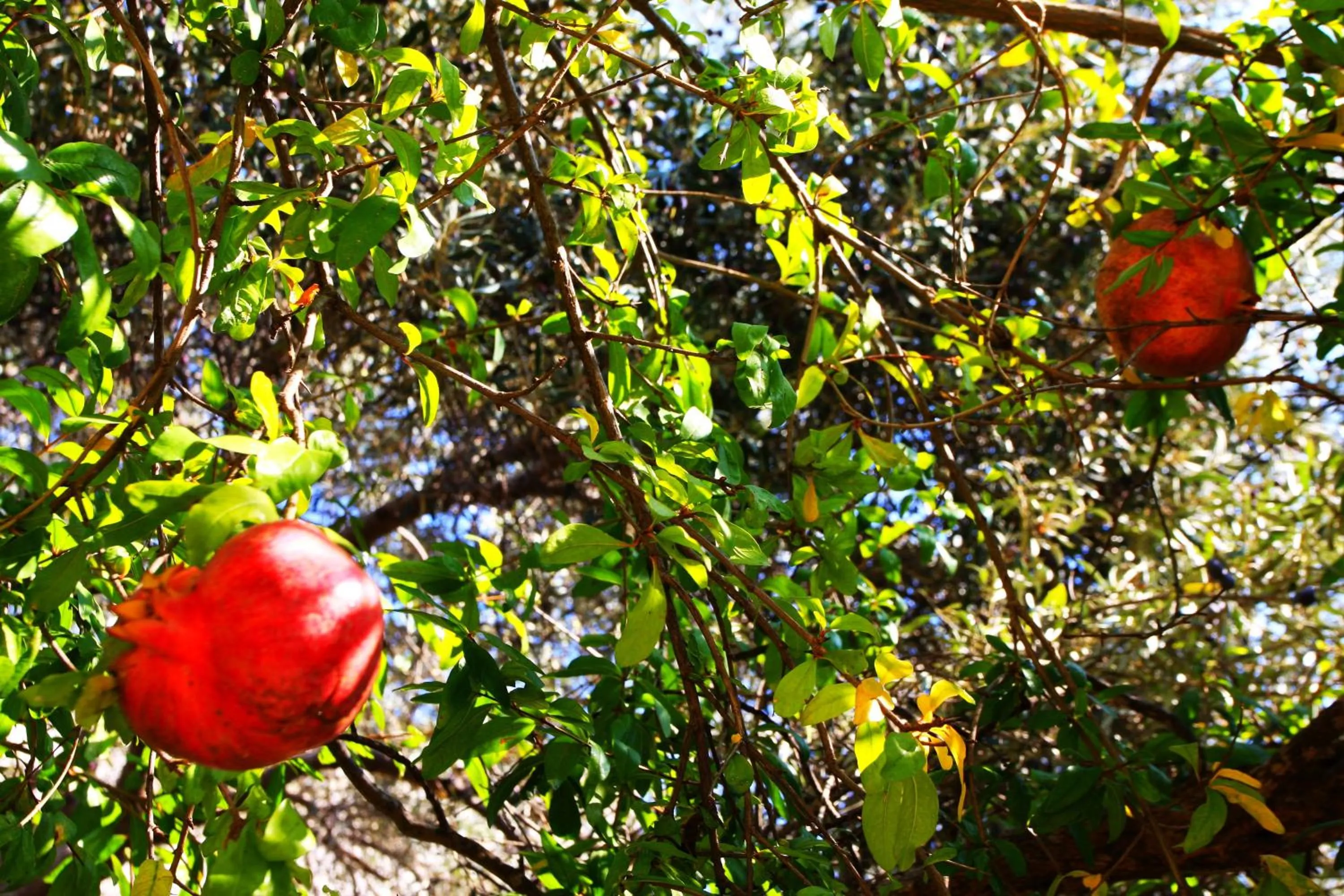 Camlikosk Apart Hotel