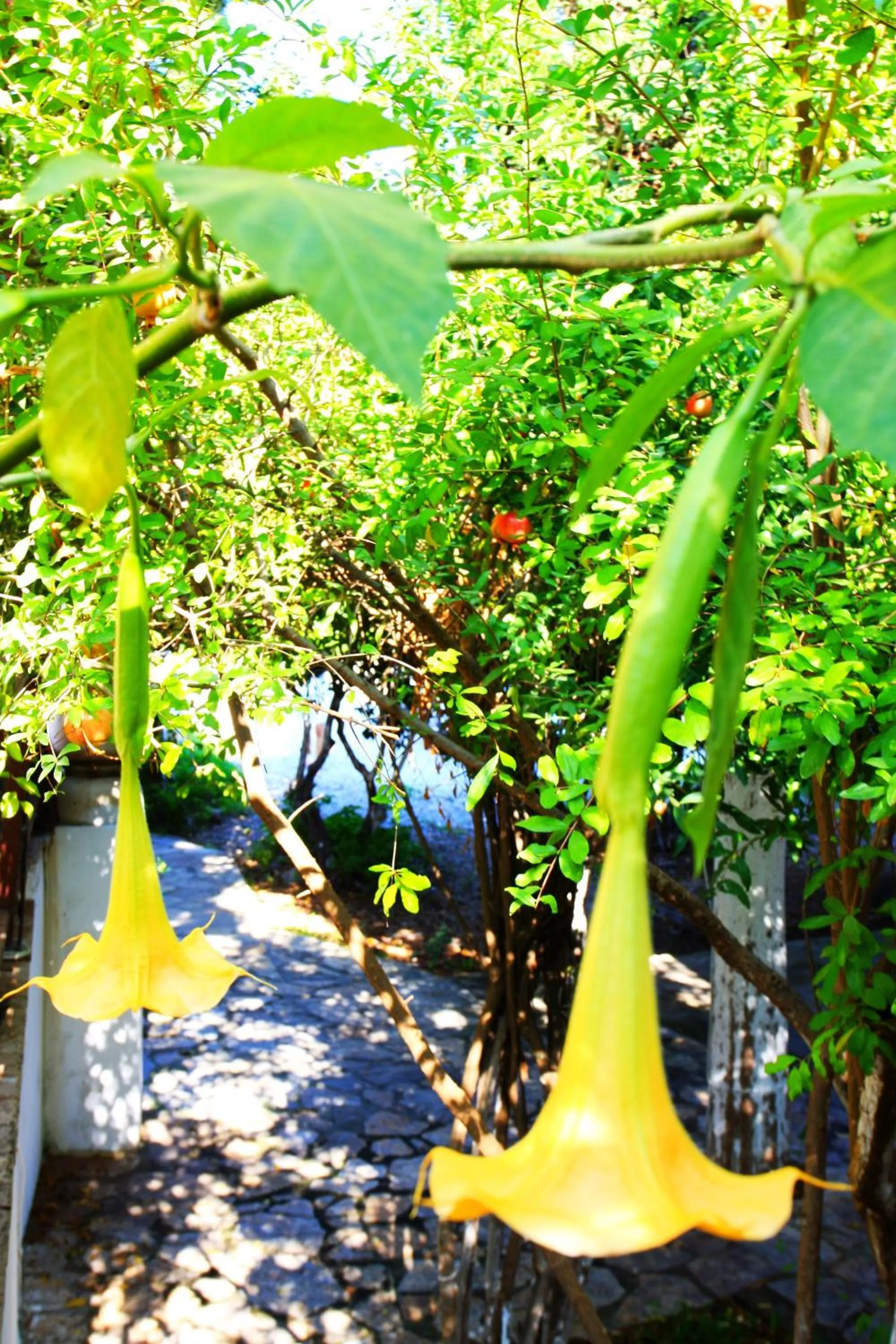 Camlikosk Apart Hotel