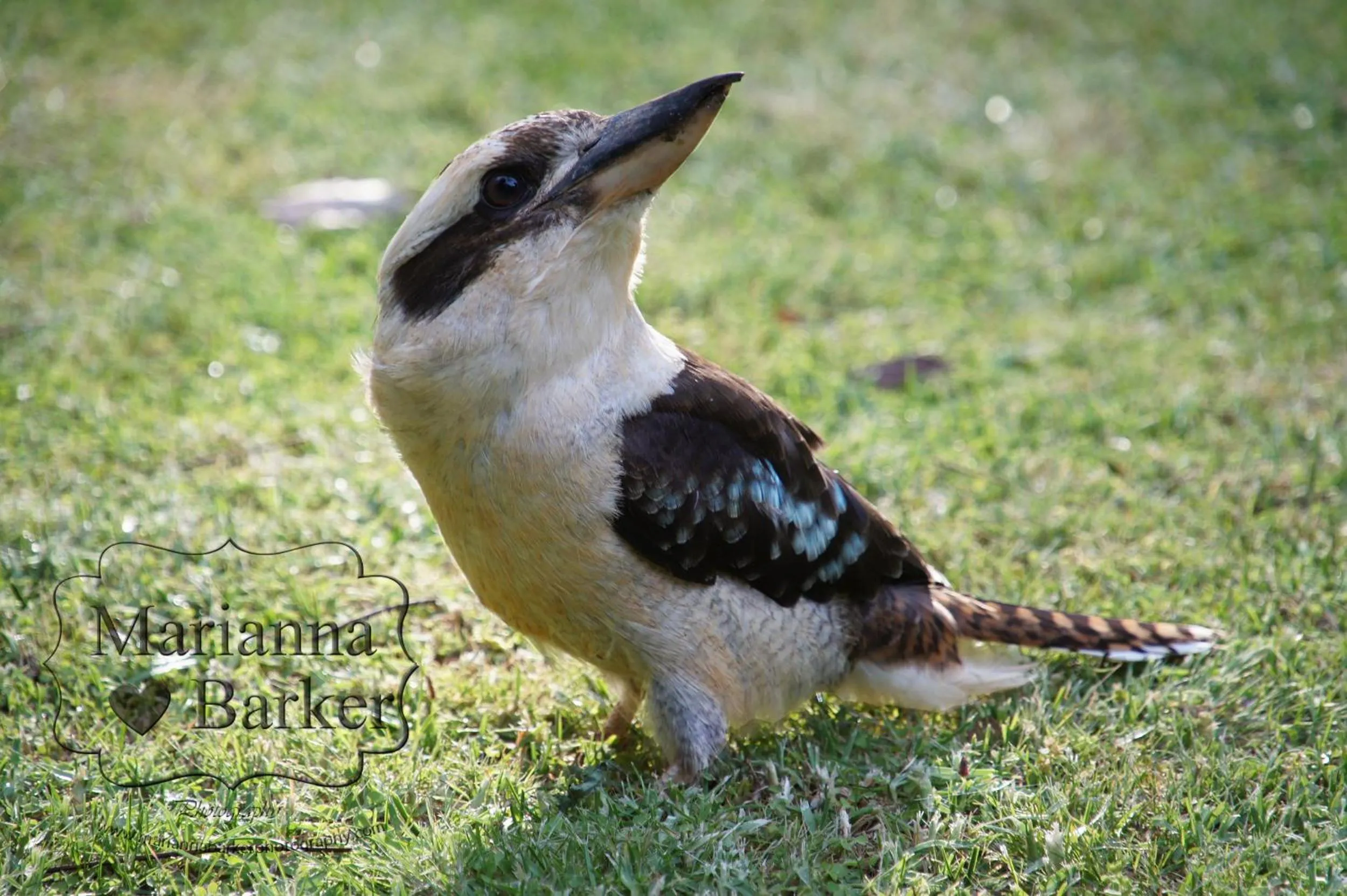 Animals in Glenview Retreat Luxury Accommodation