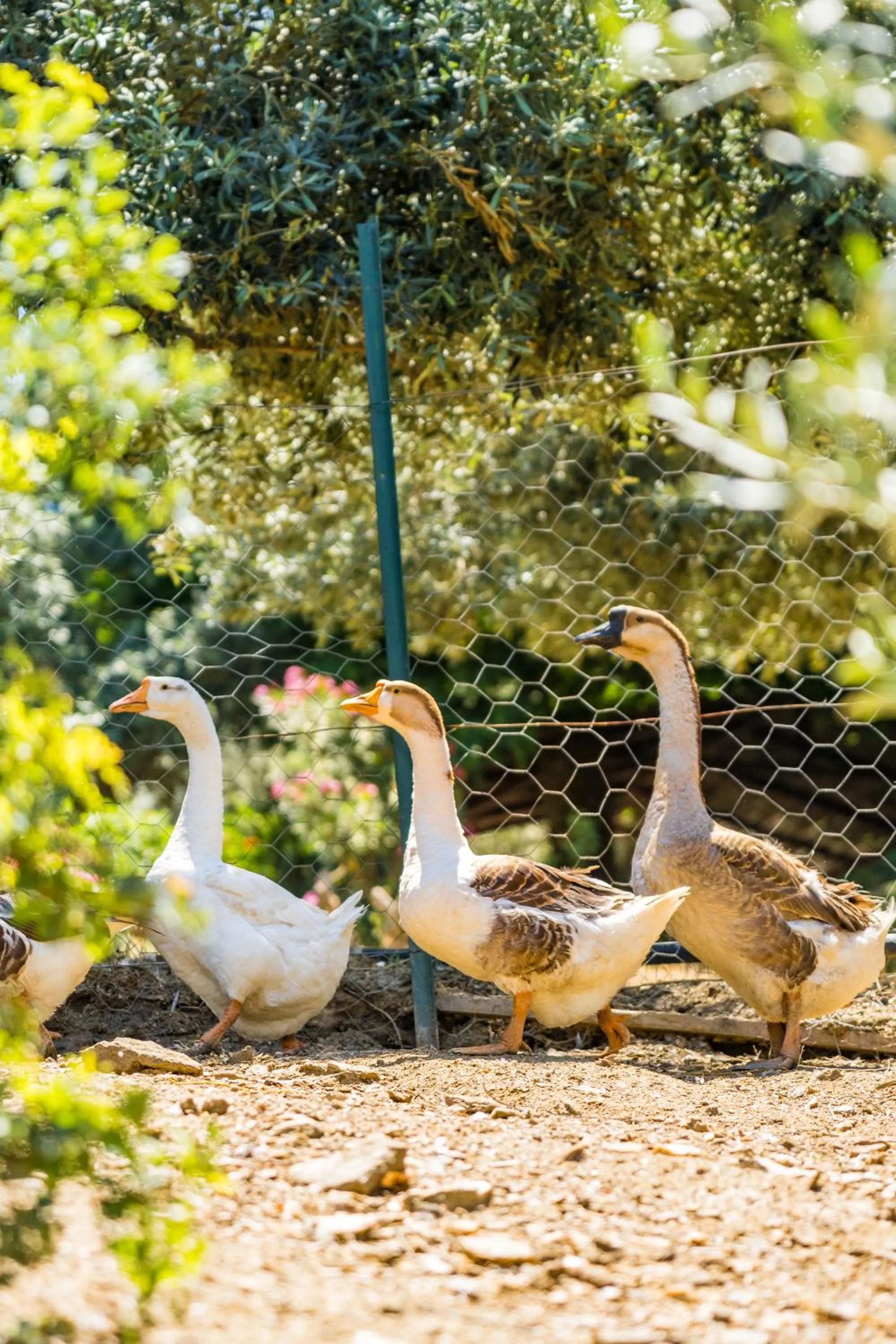 Animals in Gullu Konaklari