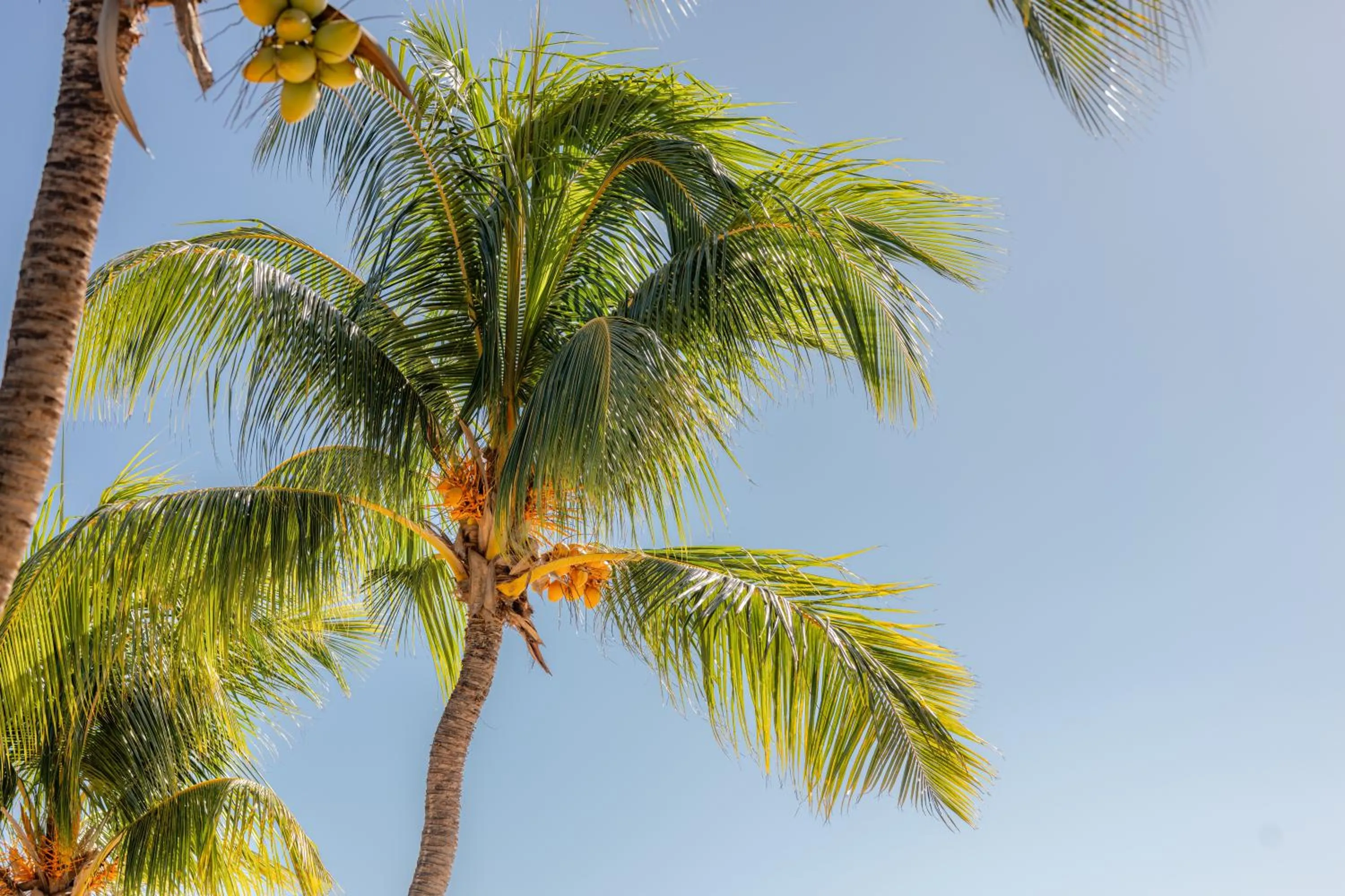 Garden in Cocotiers Hotel – Mauritius
