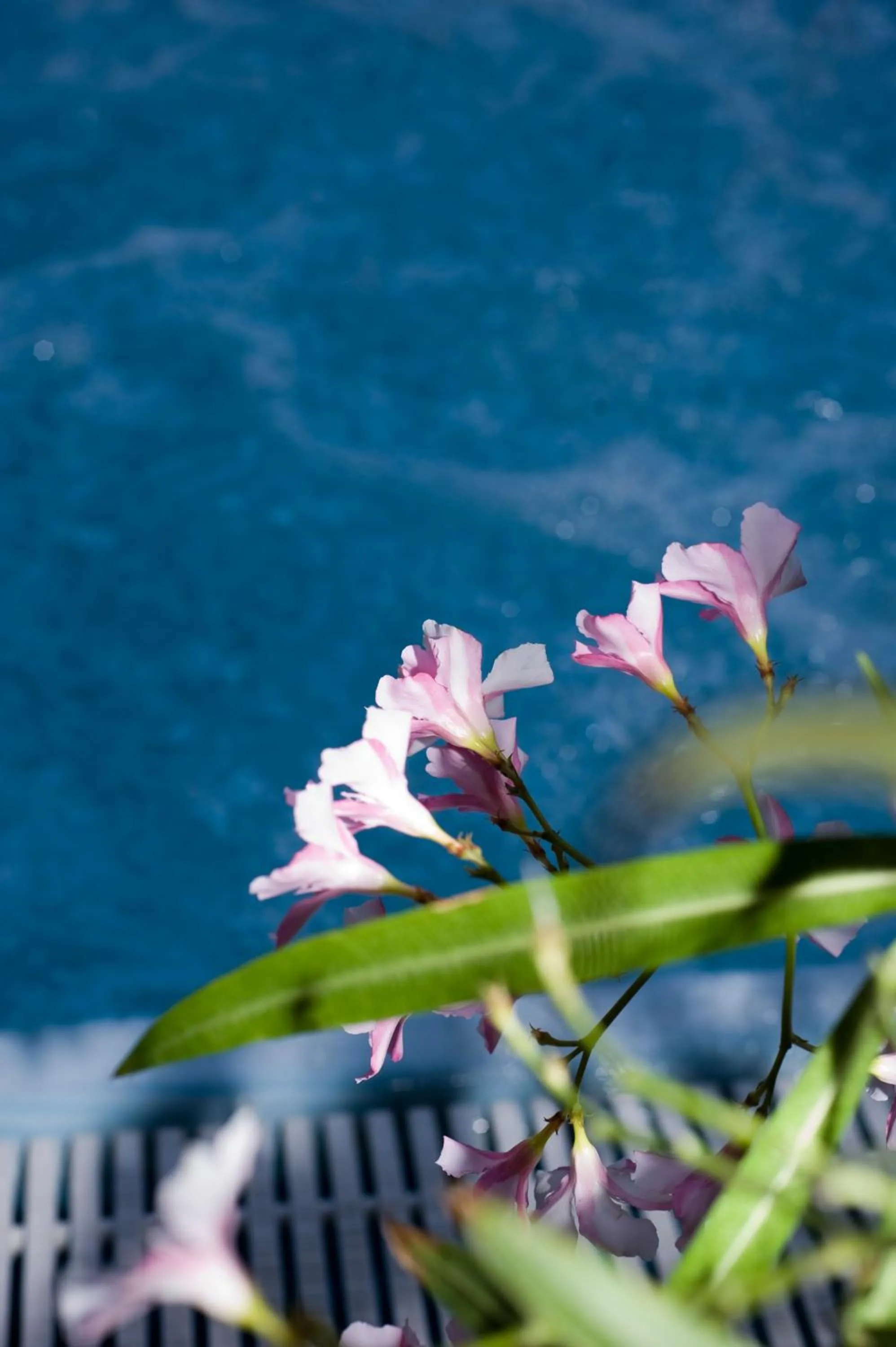 Swimming pool in Hotel Leuco'