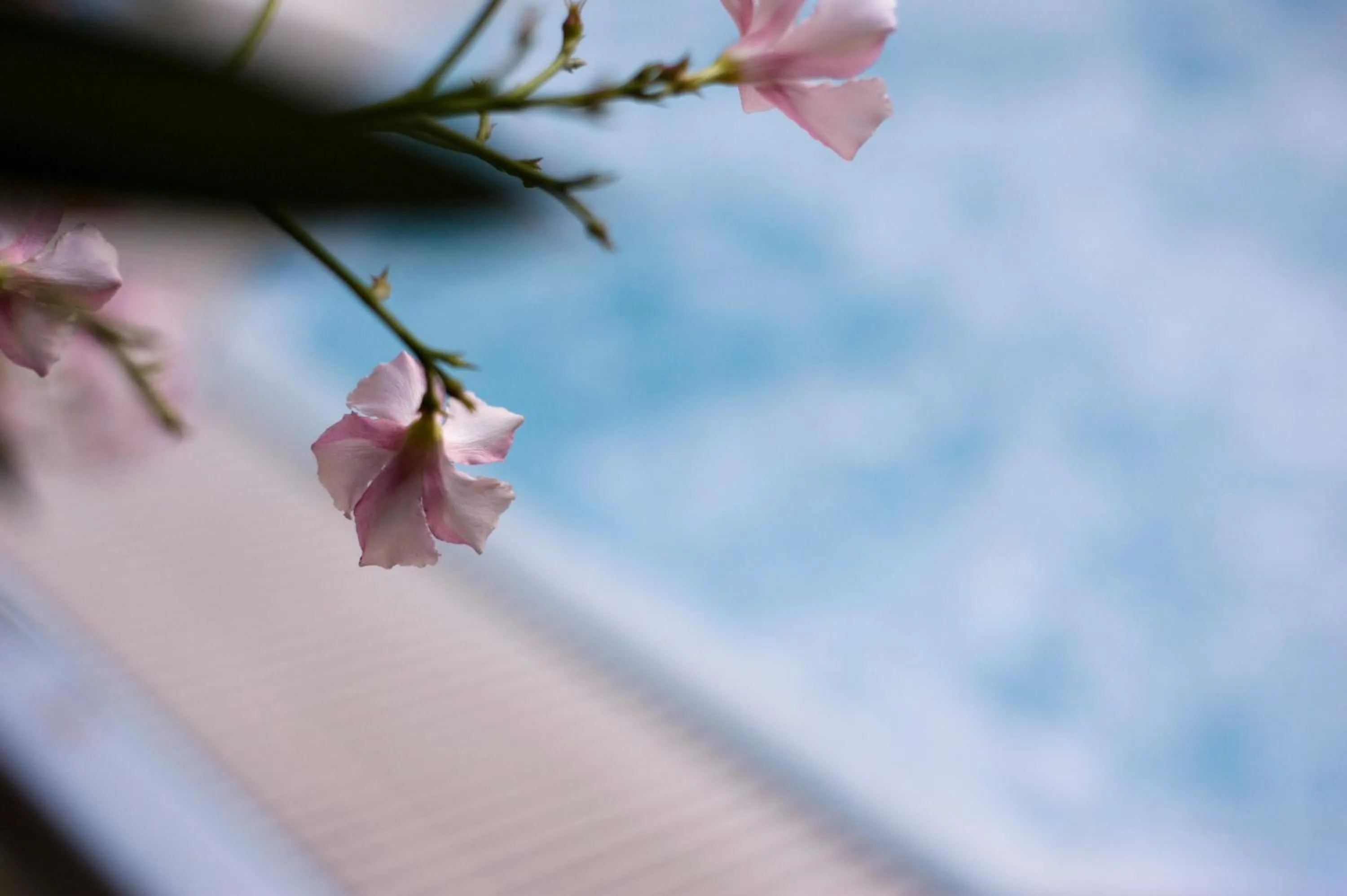 Swimming pool in Hotel Leuco'