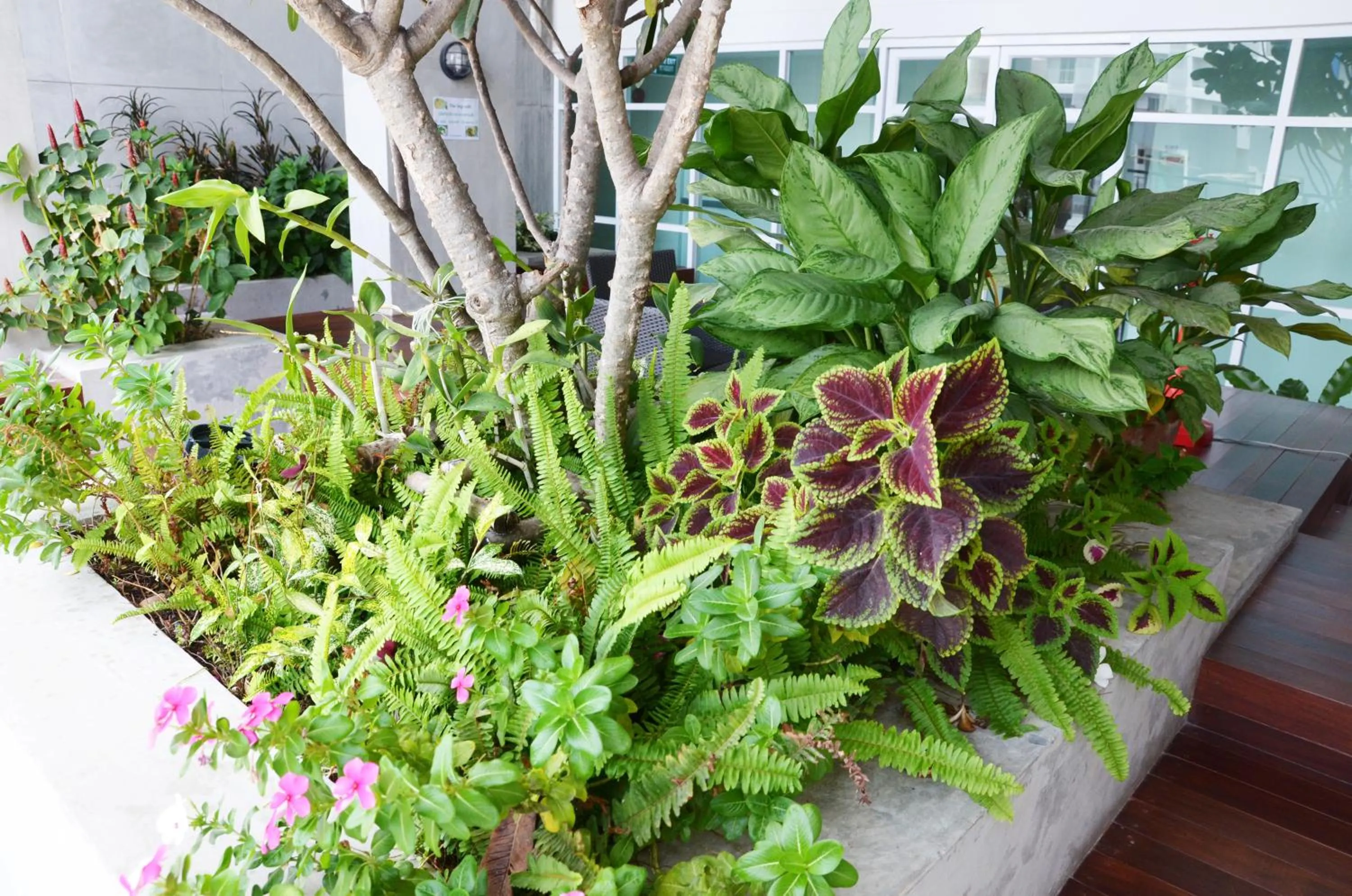 Garden in The September Salaya