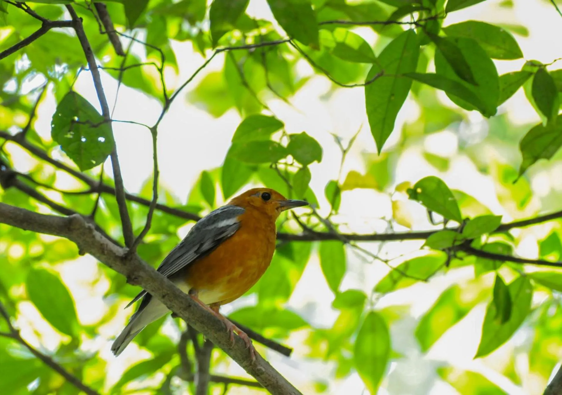 Animals in Back of Beyond - Pidurangala