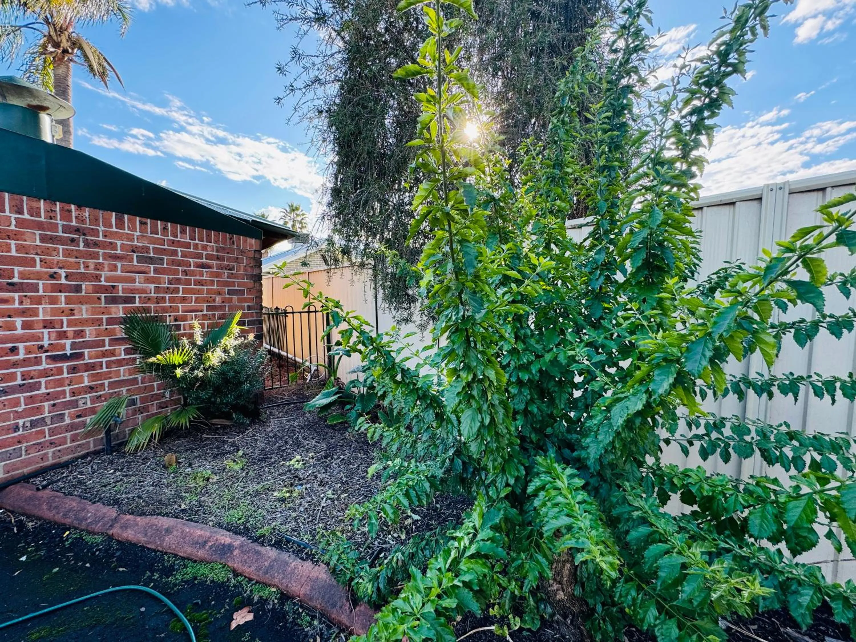 Garden in Town and Country Motor Inn