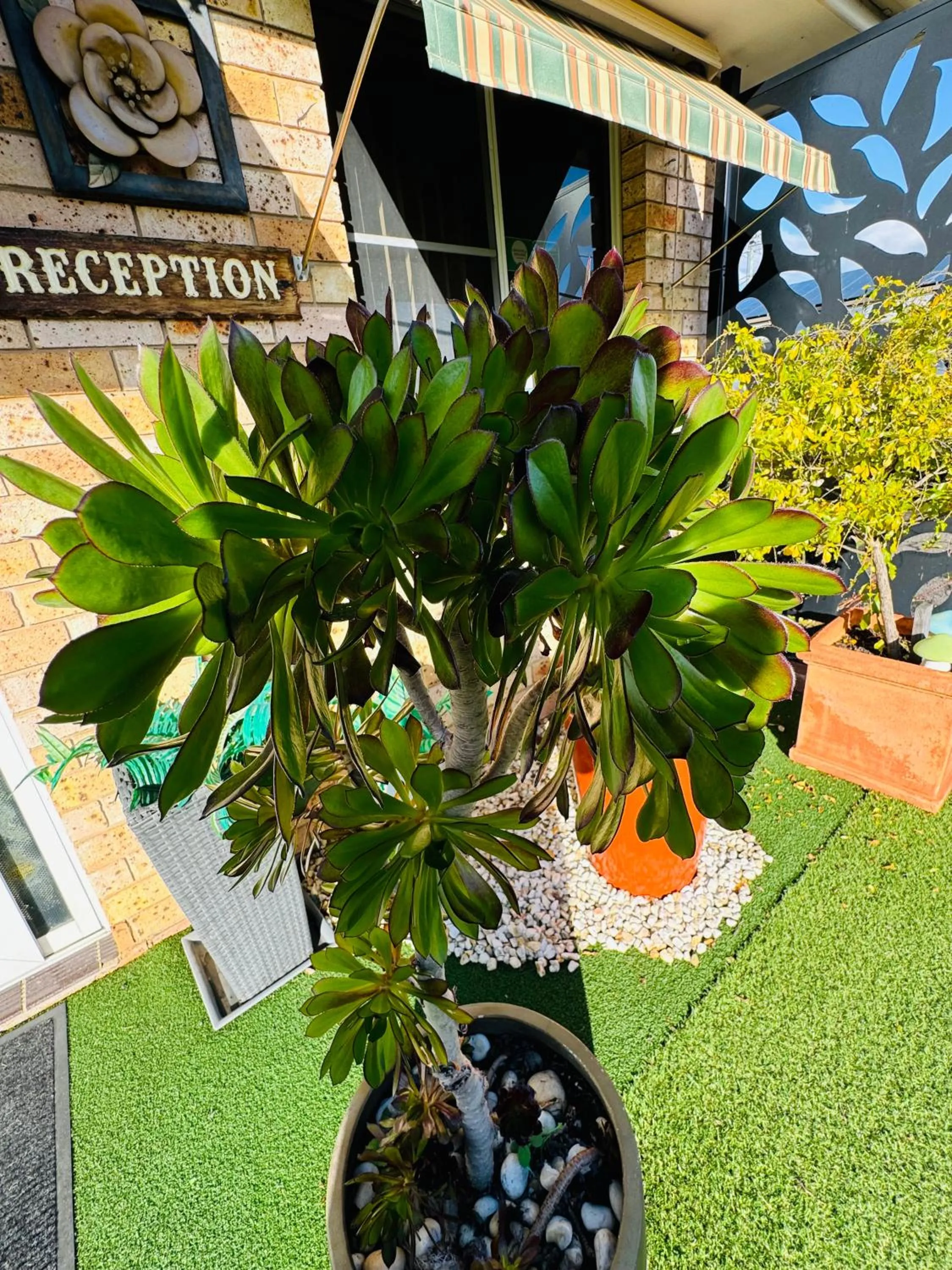 Spring in Town and Country Motor Inn