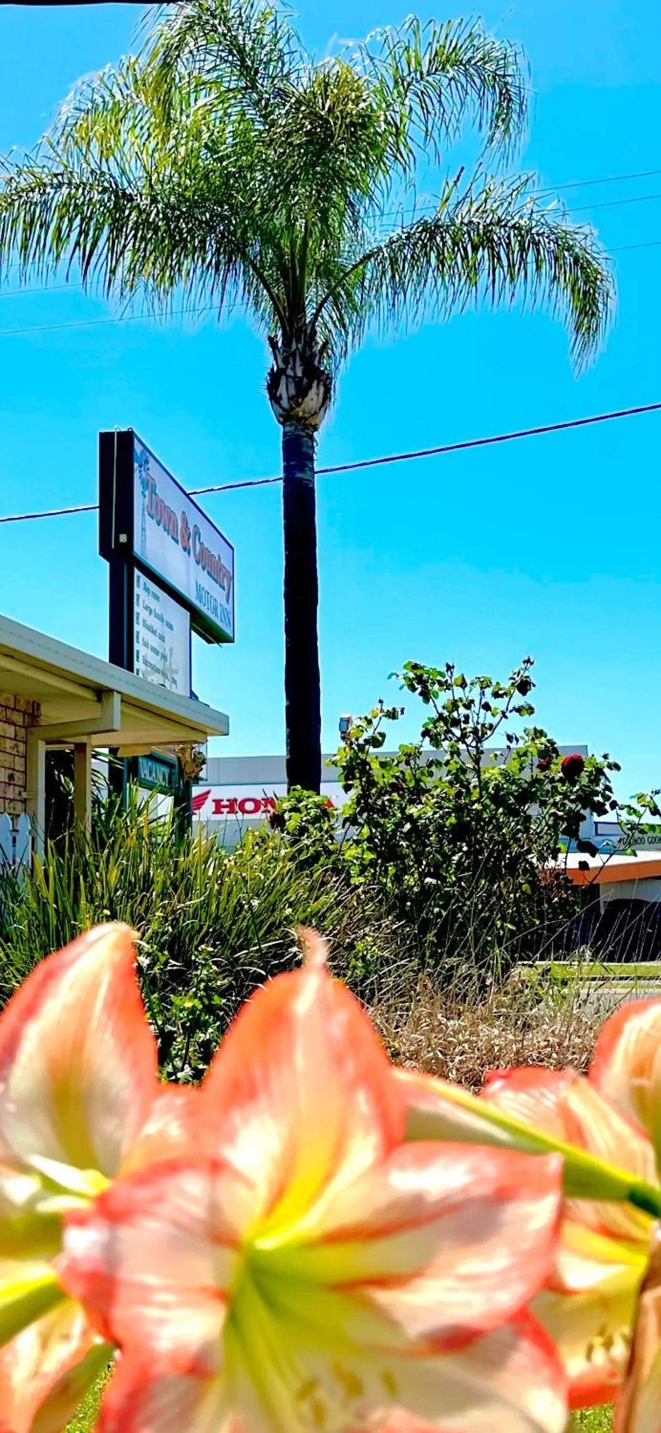 Garden in Town and Country Motor Inn