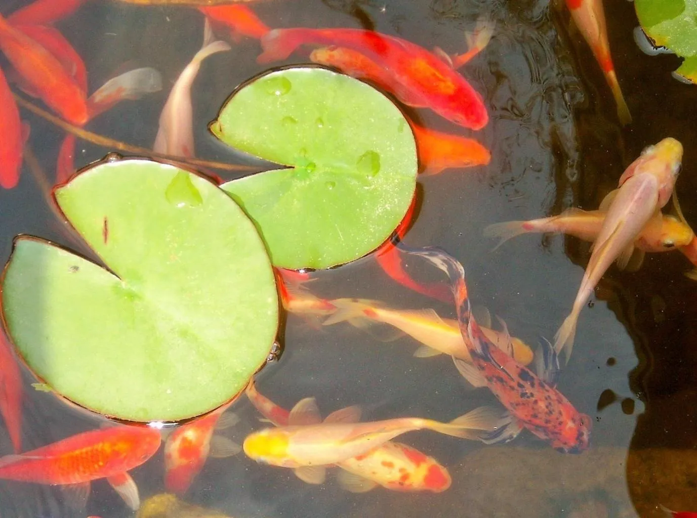 Garden in Fodor Hotel