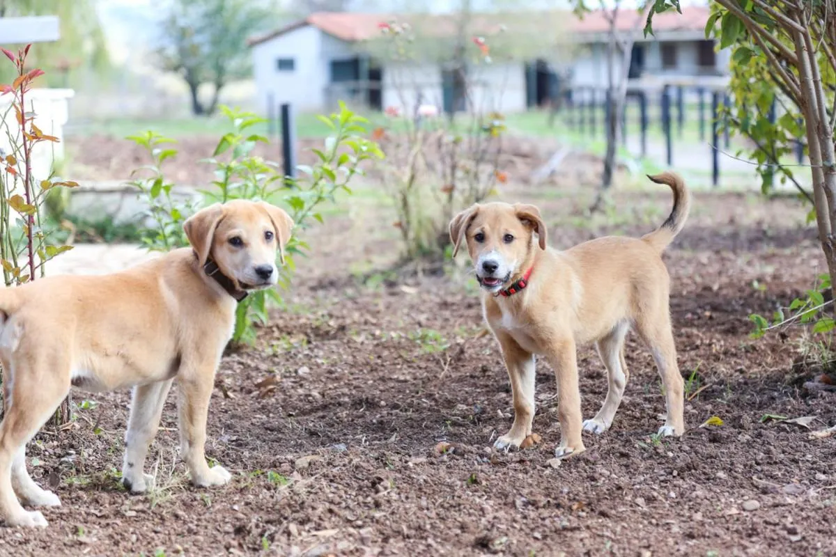 Pets in Orias Guesthouse & Farm