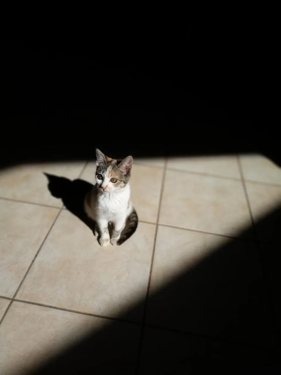 Pets in Orias Guesthouse & Farm