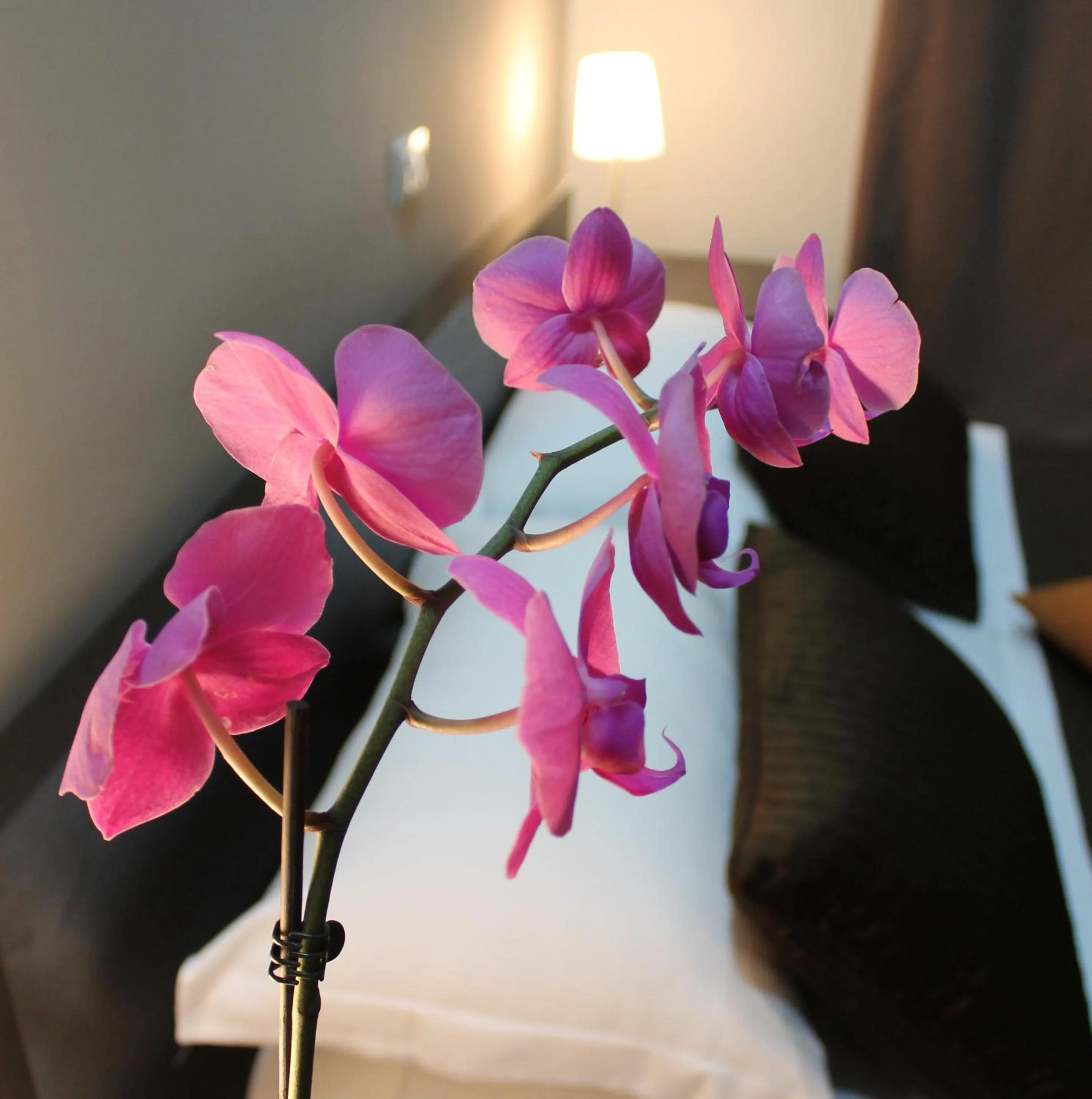 Other, Bed in InnVatican Guest House