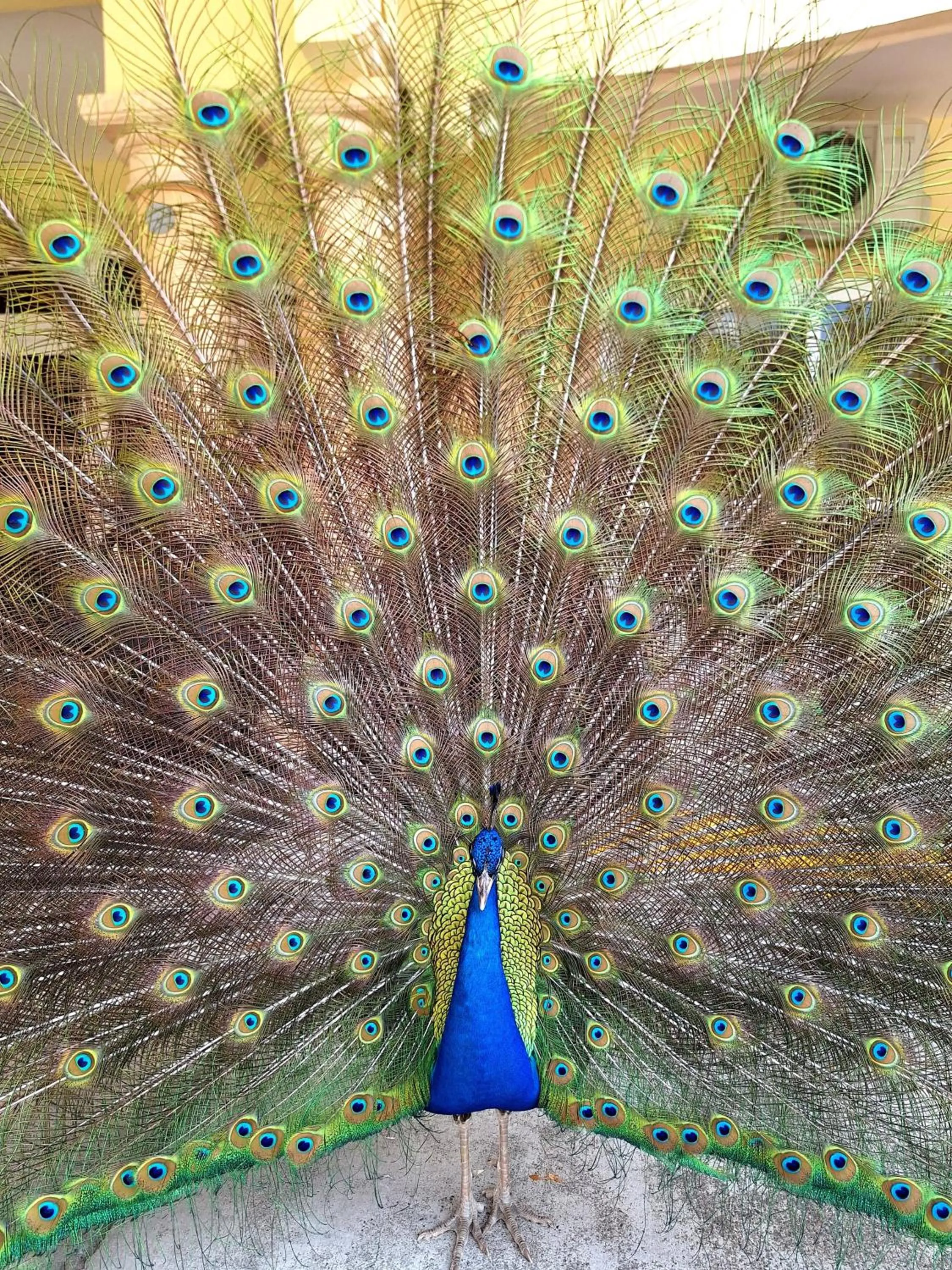 Animals in La Ensenada Beach Resort