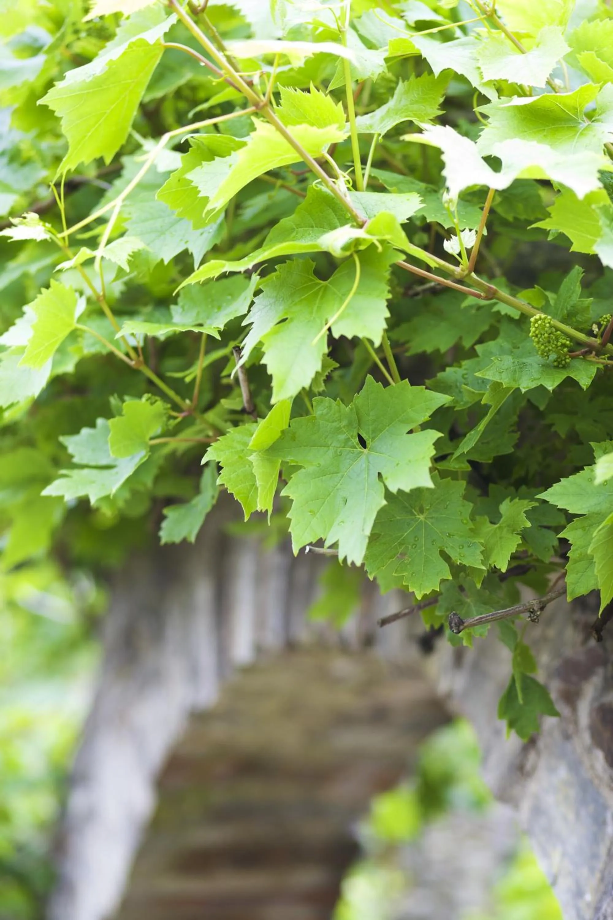 Decorative detail in The Plume of Feathers