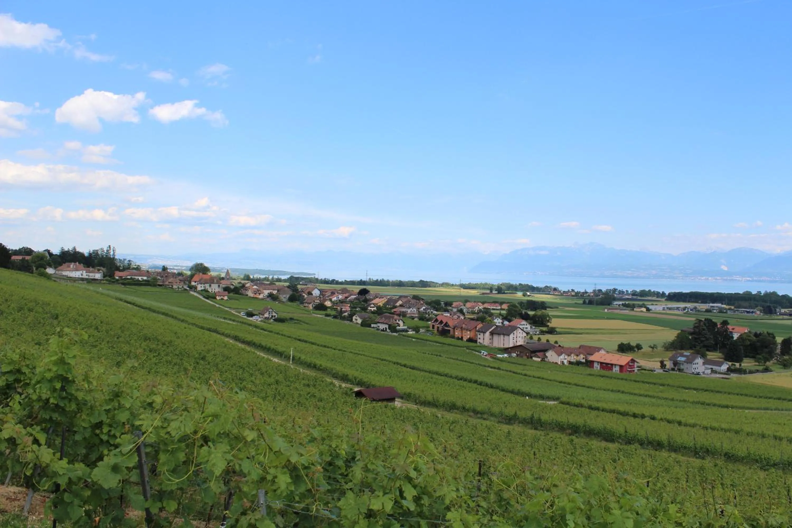 Cycling in Au cœur du vignoble sur Bursins