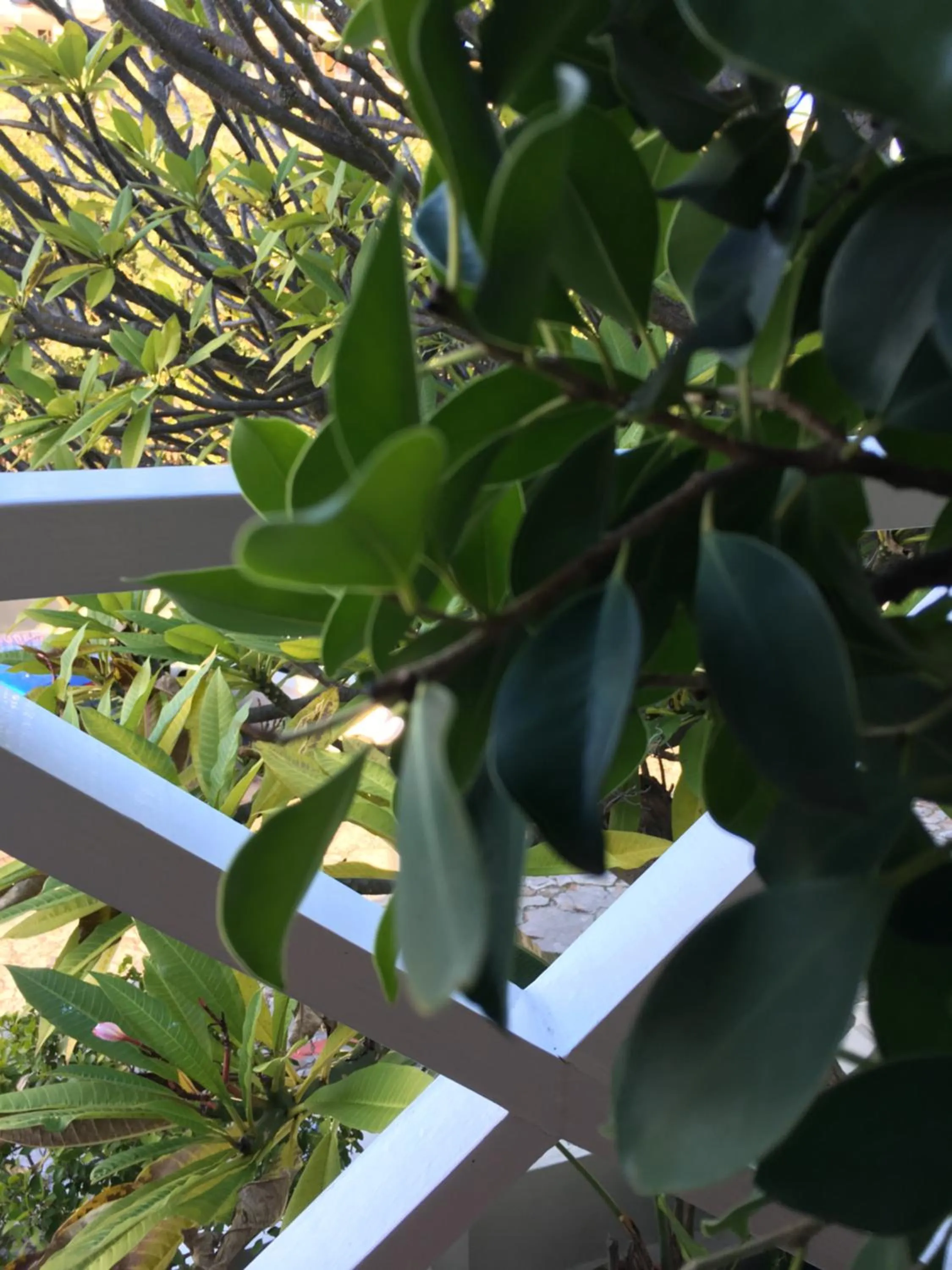 Garden in Gordons Guesthouse