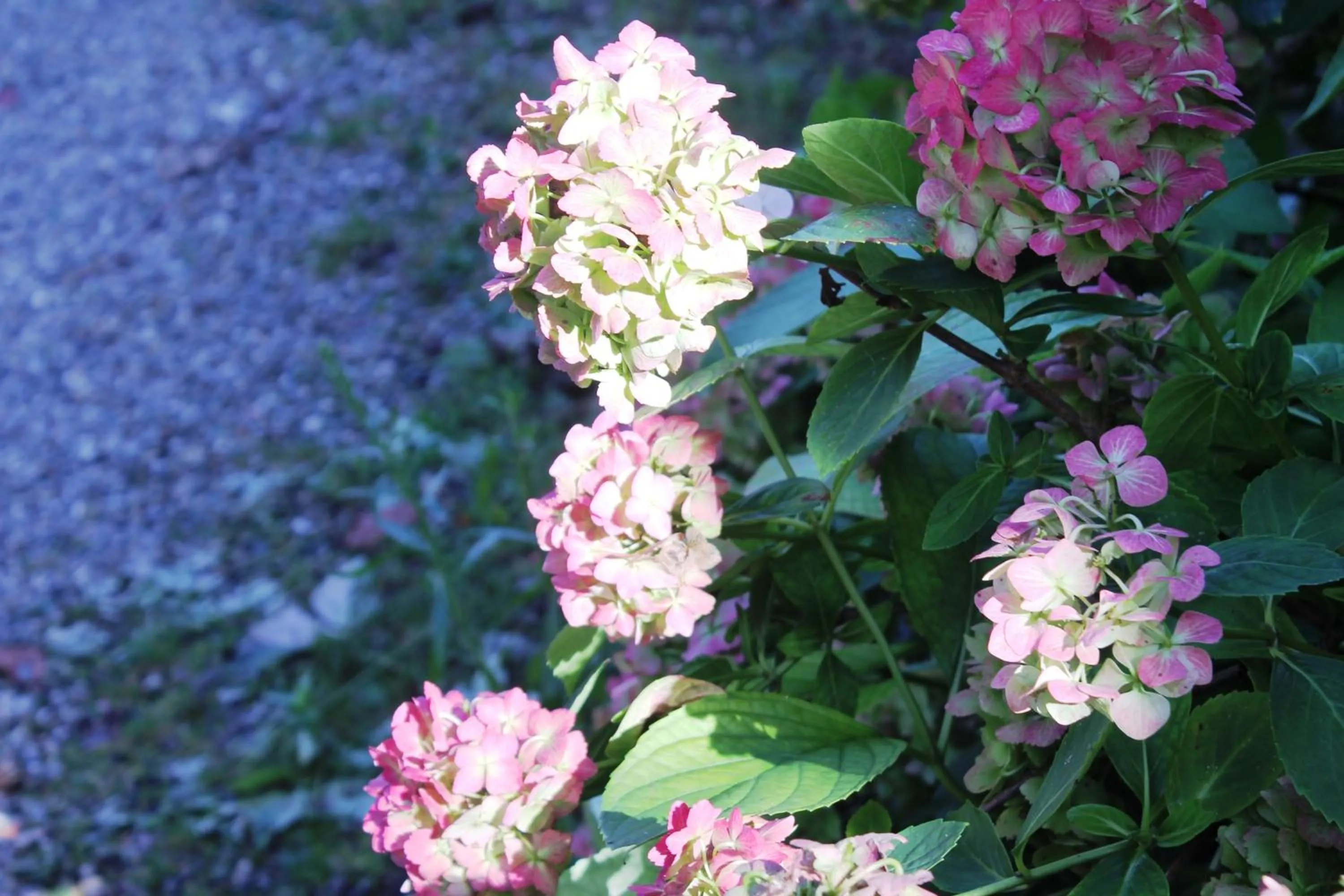 Garden in Aux Berges de la Thur