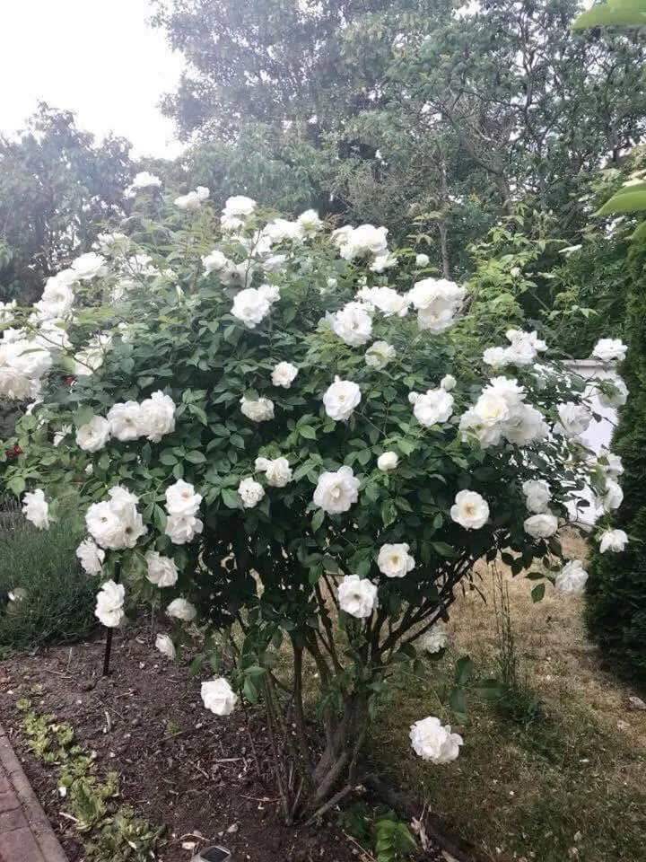 Natural landscape in PensionLien