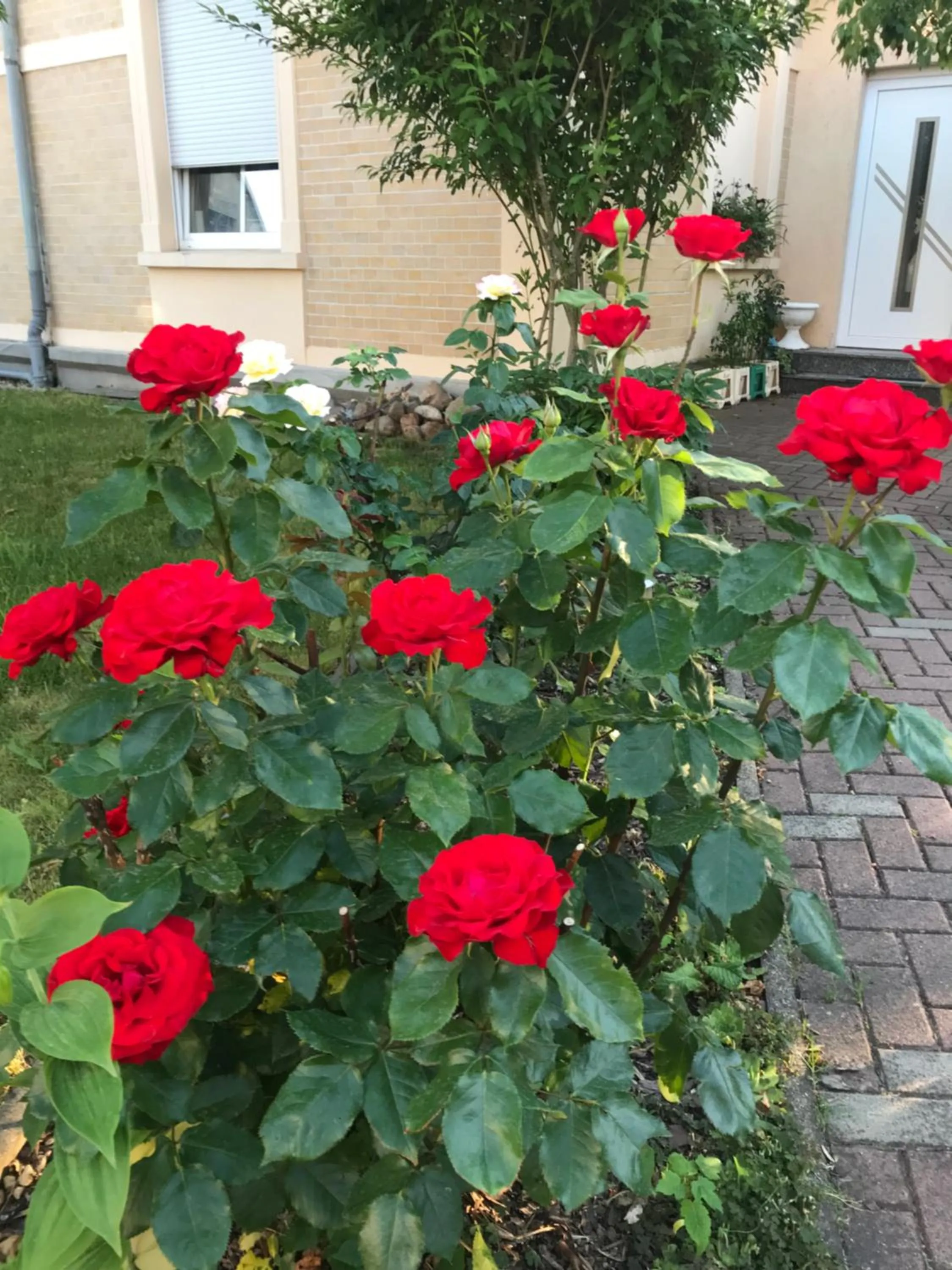 Garden in PensionLien