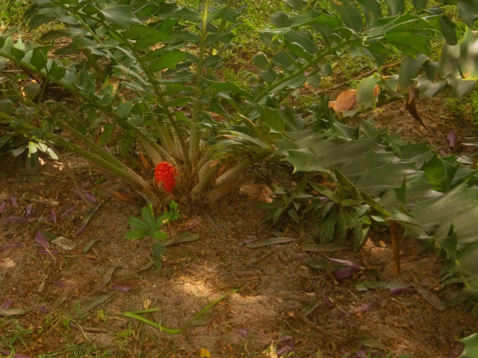 Garden in SeaXplore Lodge & Dive Center