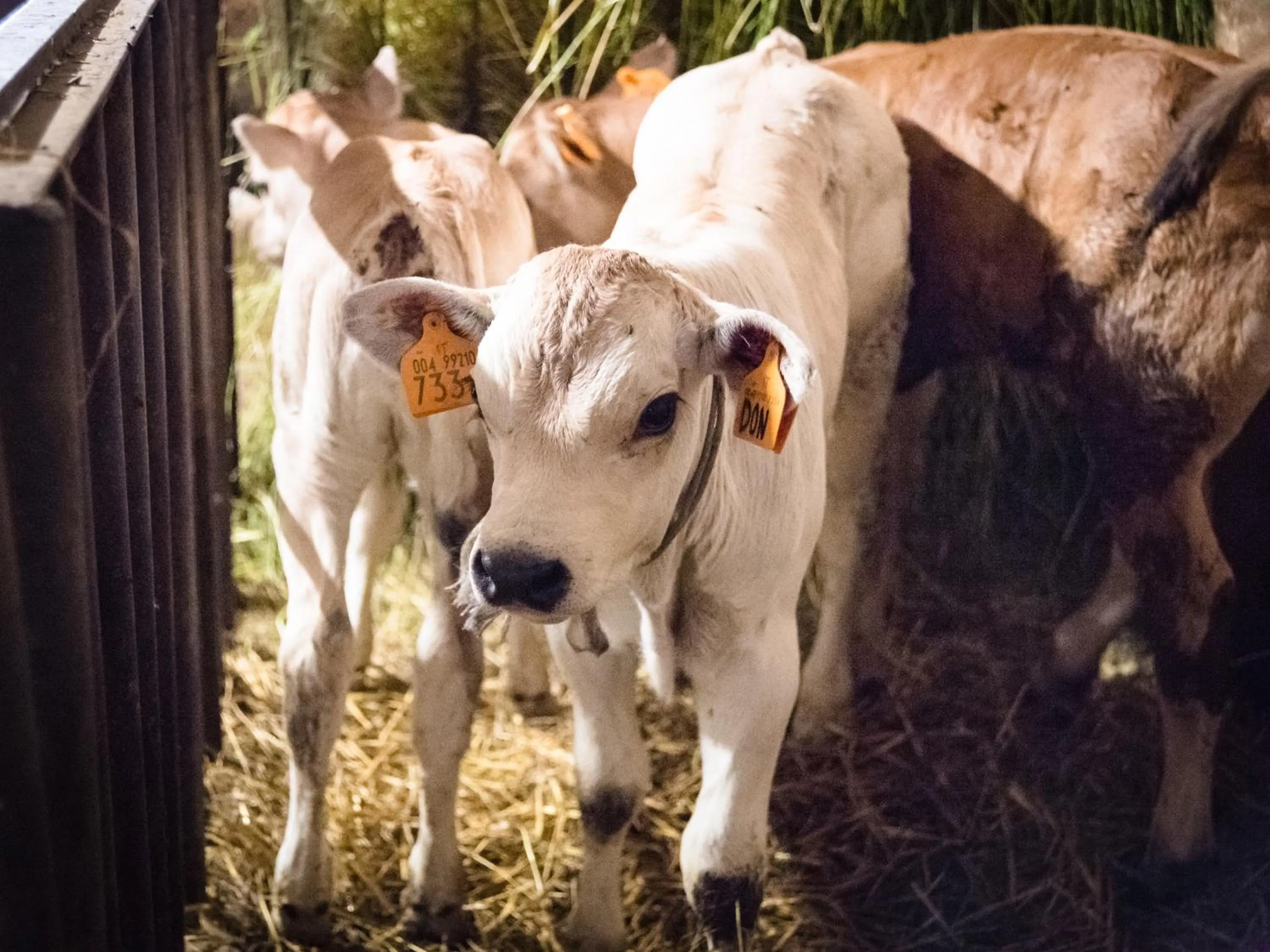 Animals in All'Ombra del Castello