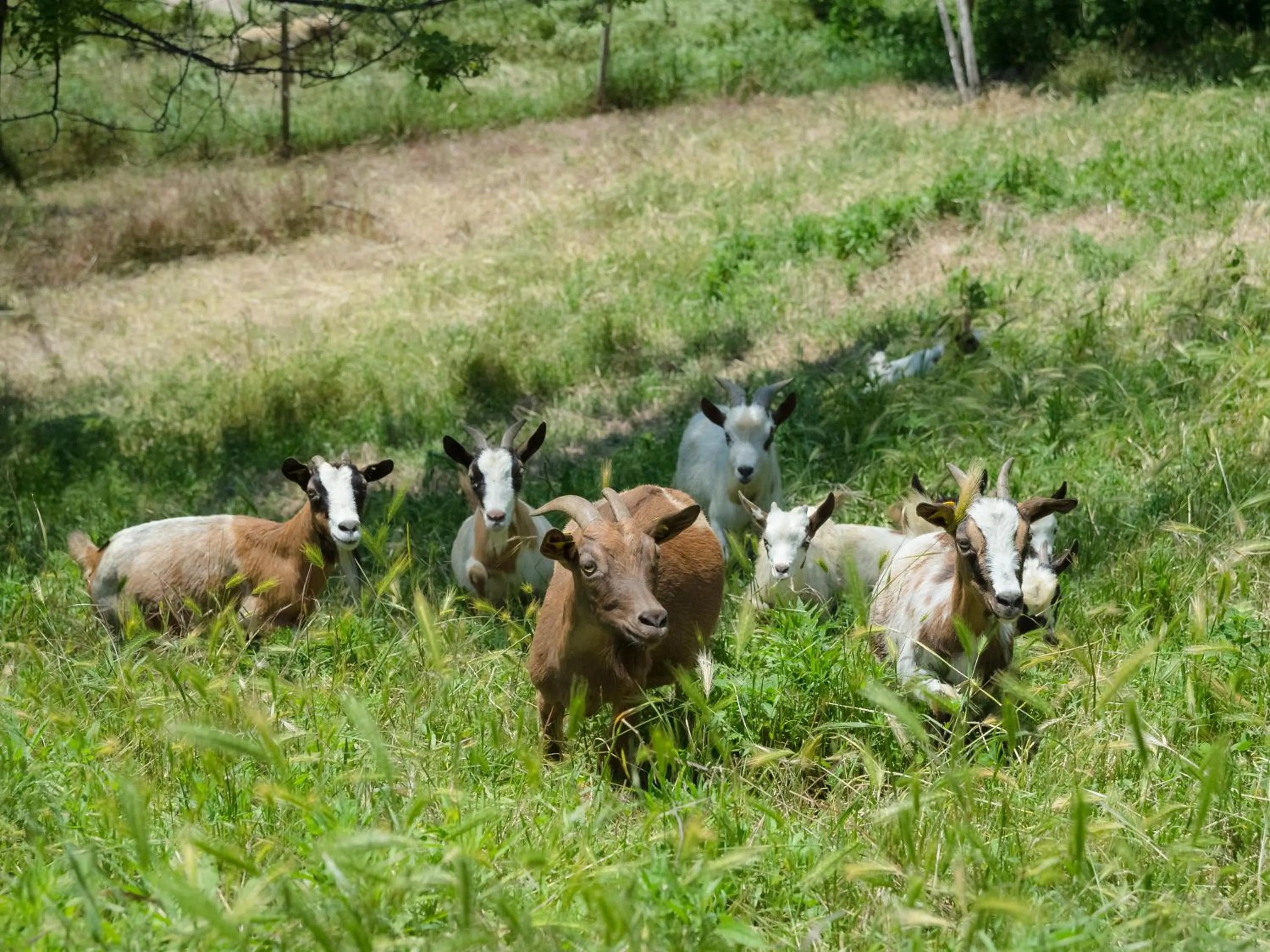 Animals in All'Ombra del Castello