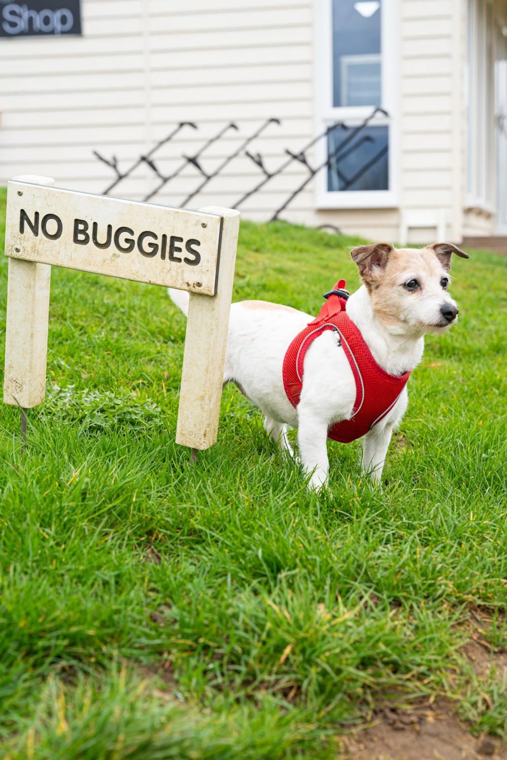 pet friendly in Bicester Hotel, Golf & Spa